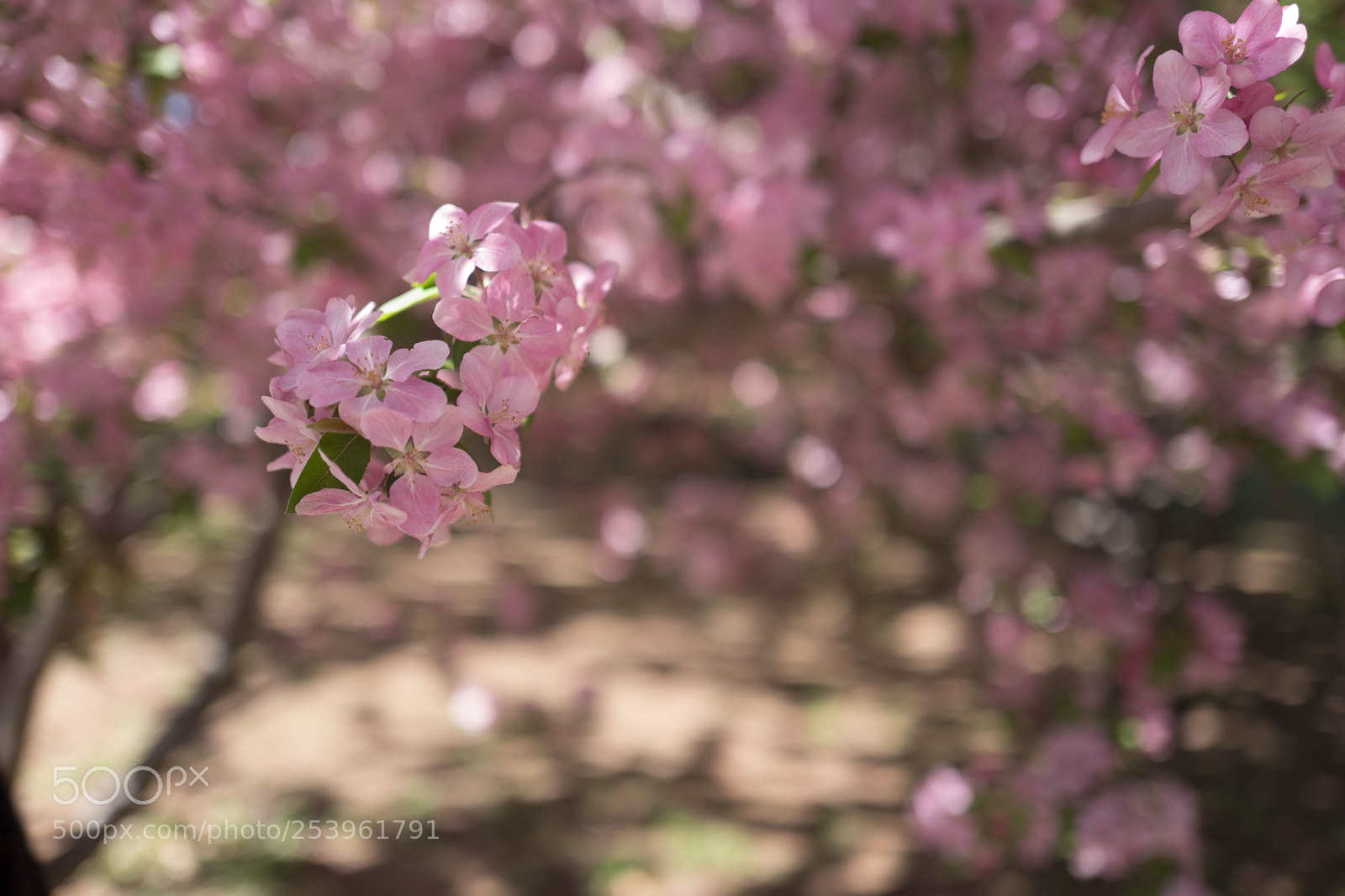 Leica Q (Typ 116) sample photo. L photography