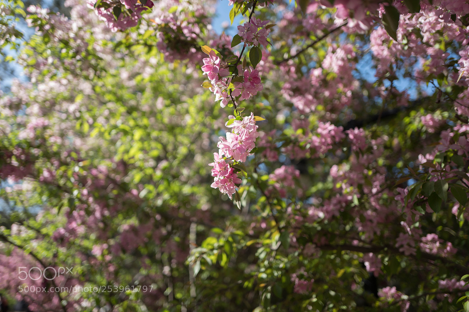 Leica Q (Typ 116) sample photo. L photography