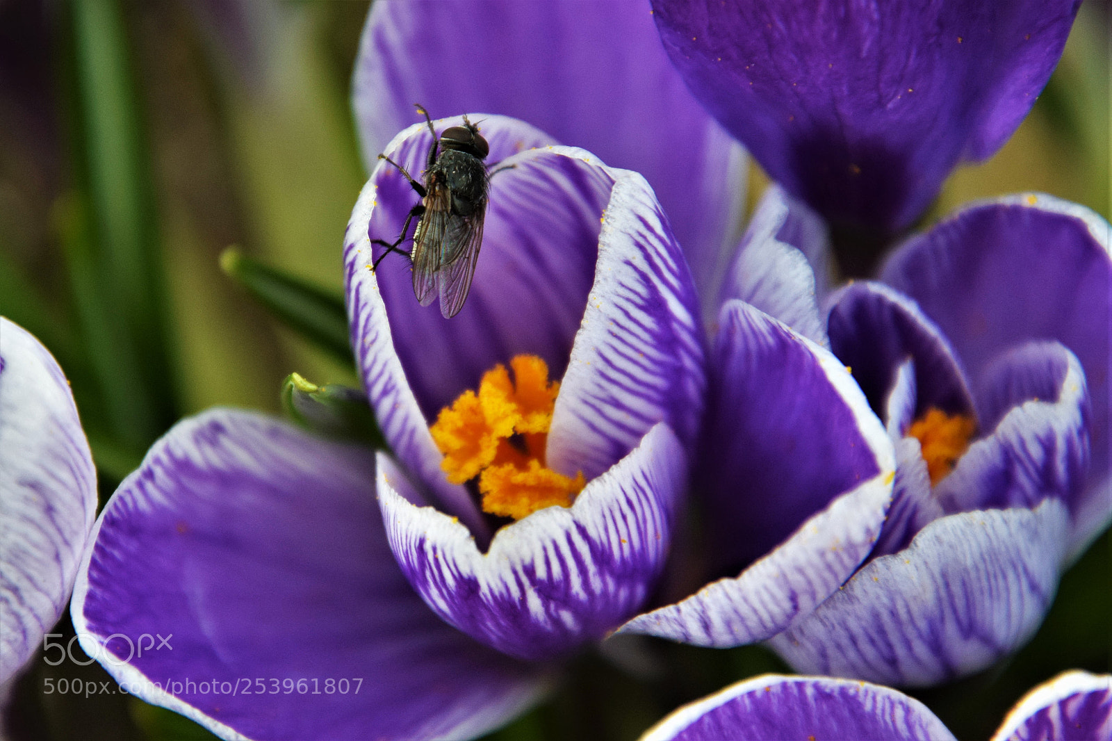 Nikon D5300 sample photo. Fly. photography