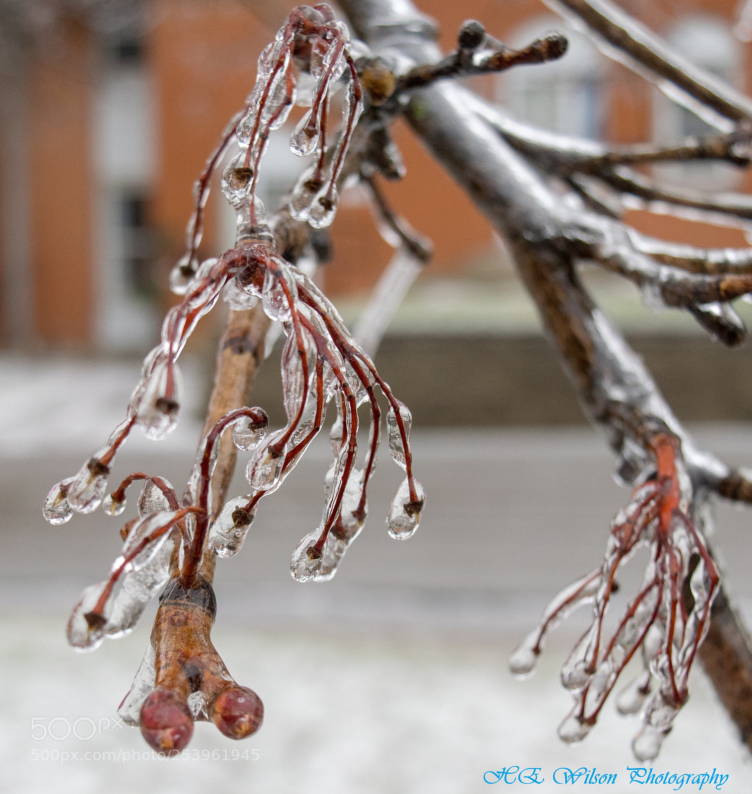 Nikon D3300 sample photo. Ice storm 2018 photography