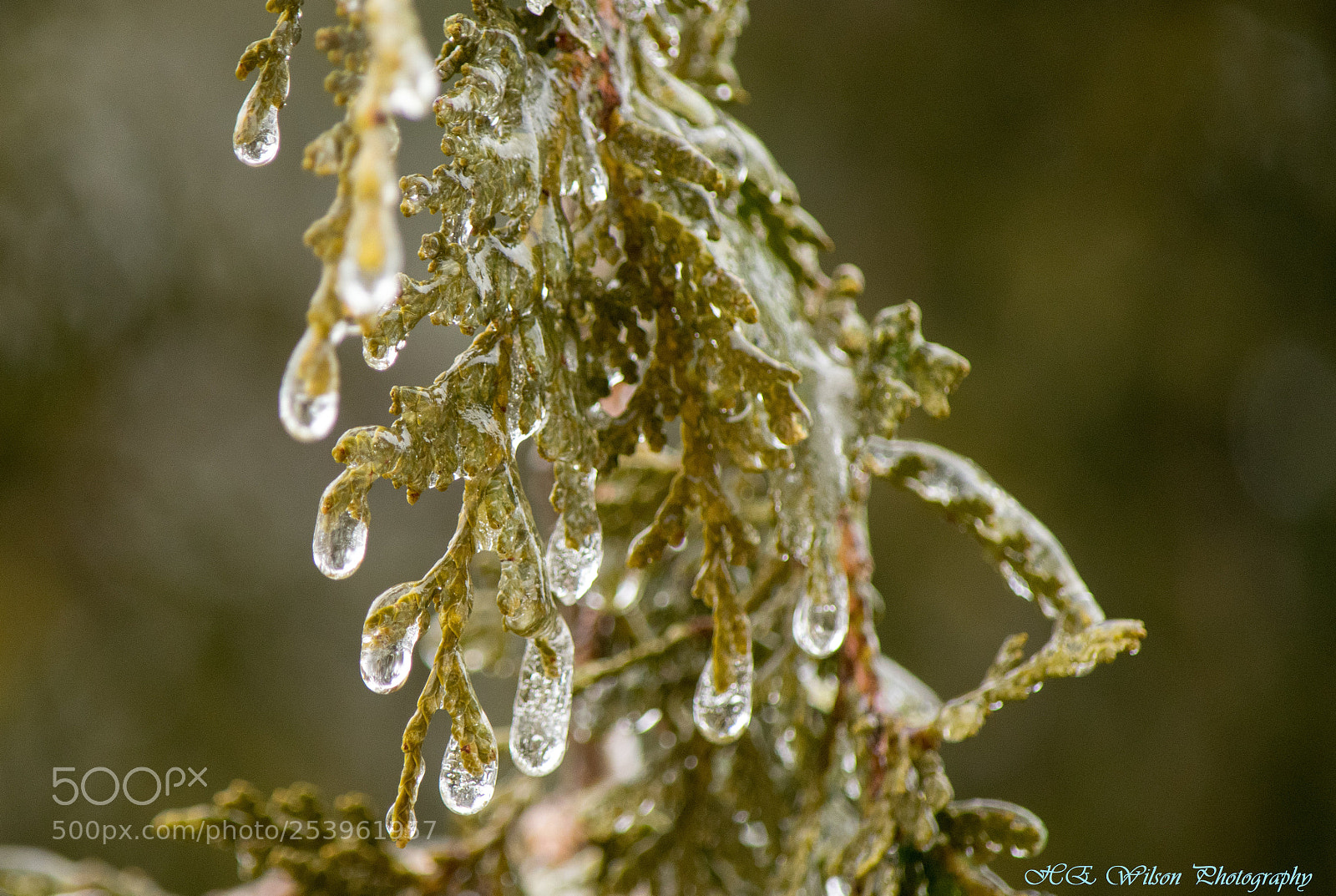 Nikon D3300 sample photo. Ice storm 2018 photography