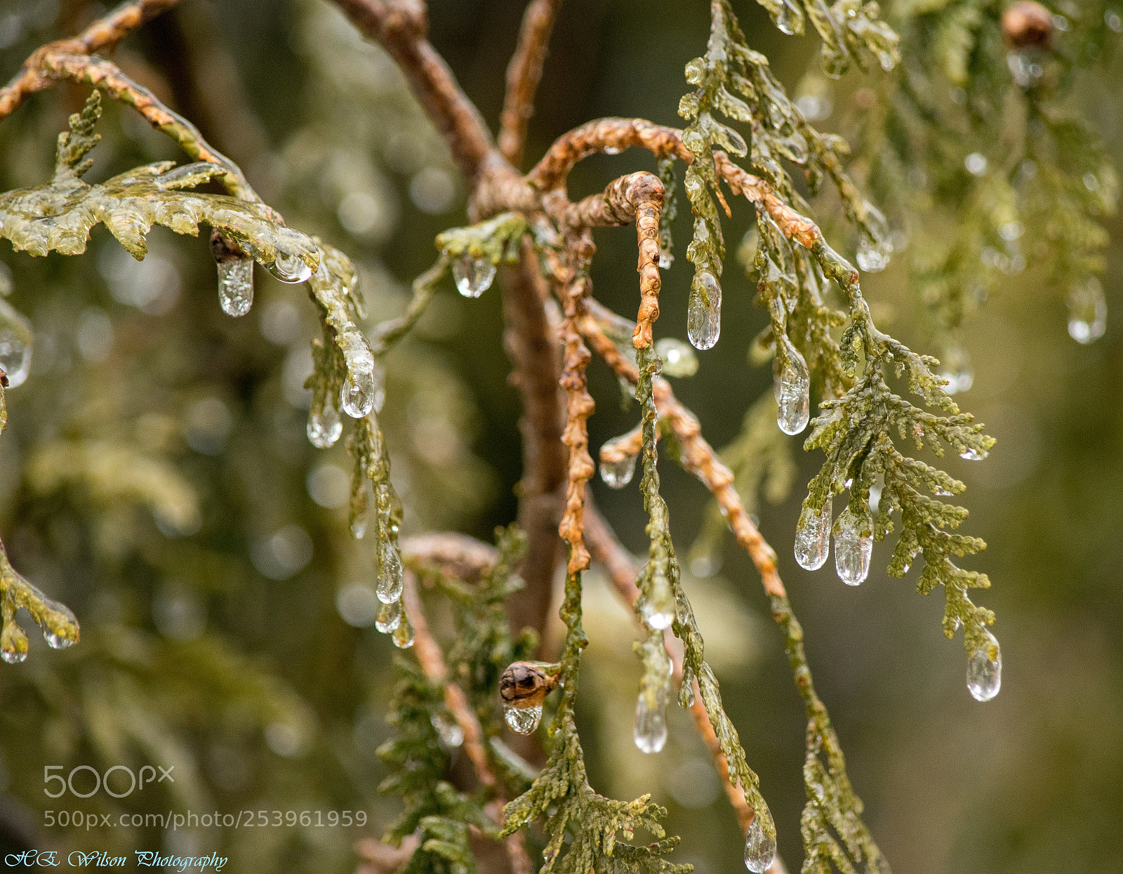 Nikon D3300 sample photo. Ice storm 2018 photography