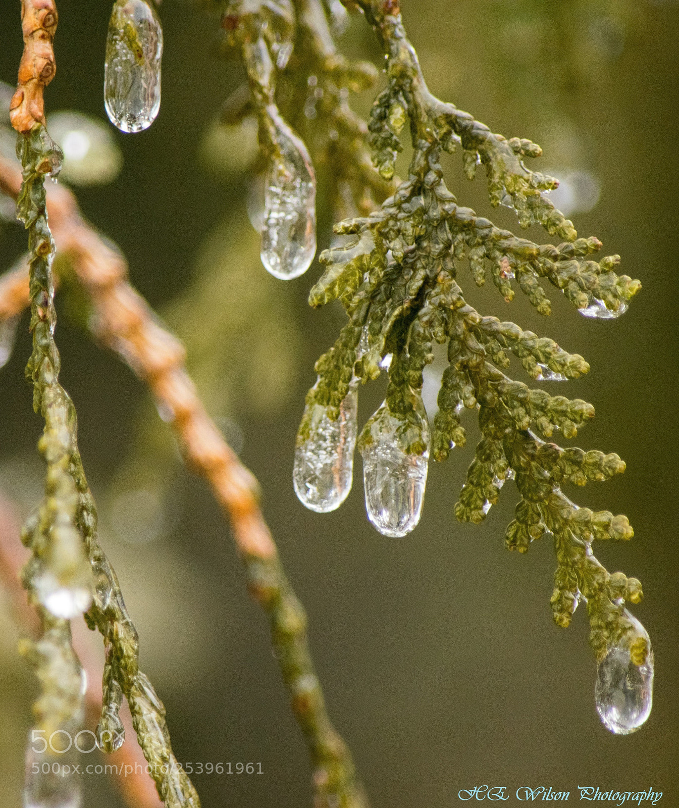 Nikon D3300 sample photo. Ice storm 2018 photography