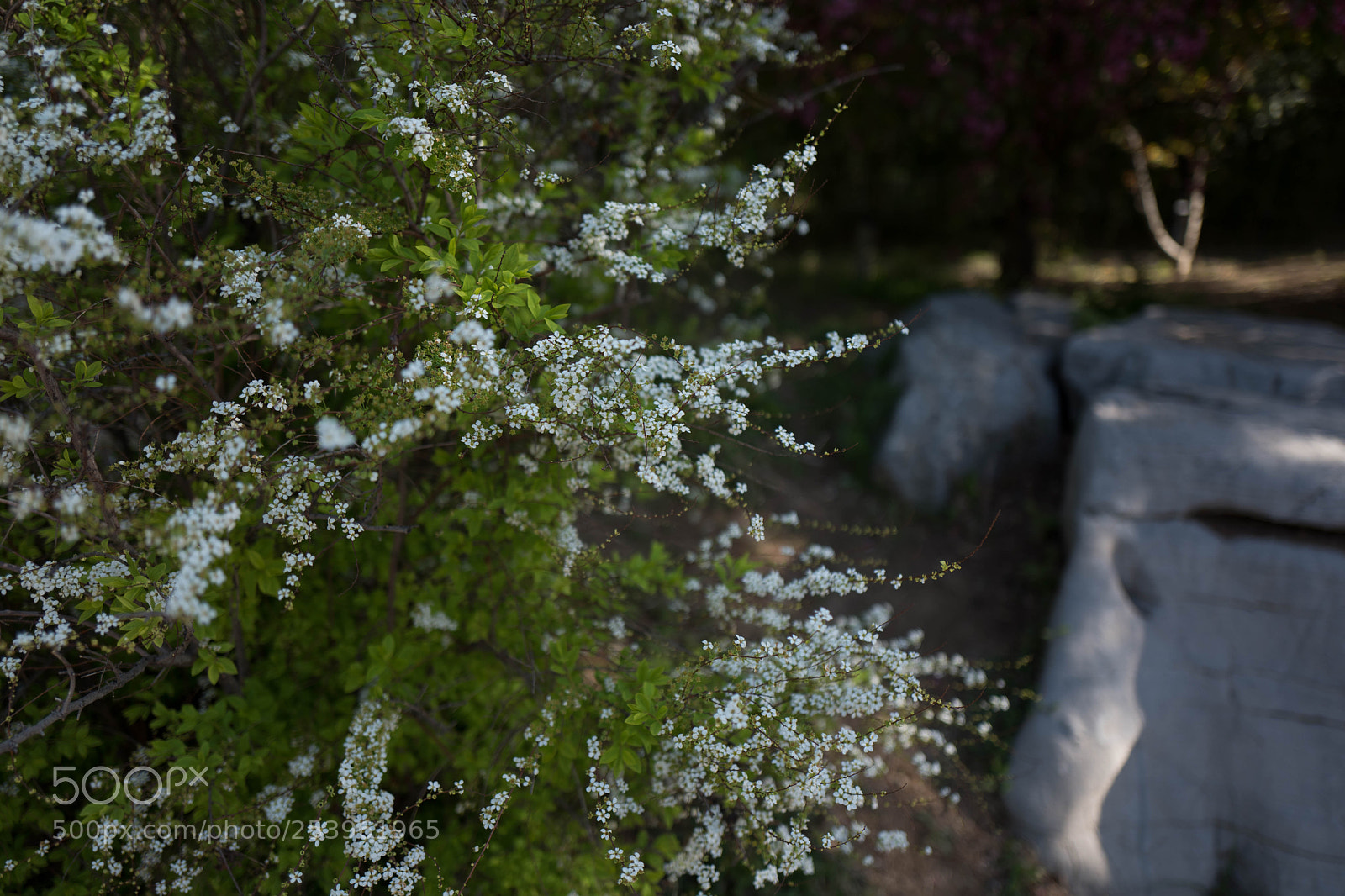 Leica Q (Typ 116) sample photo. L photography