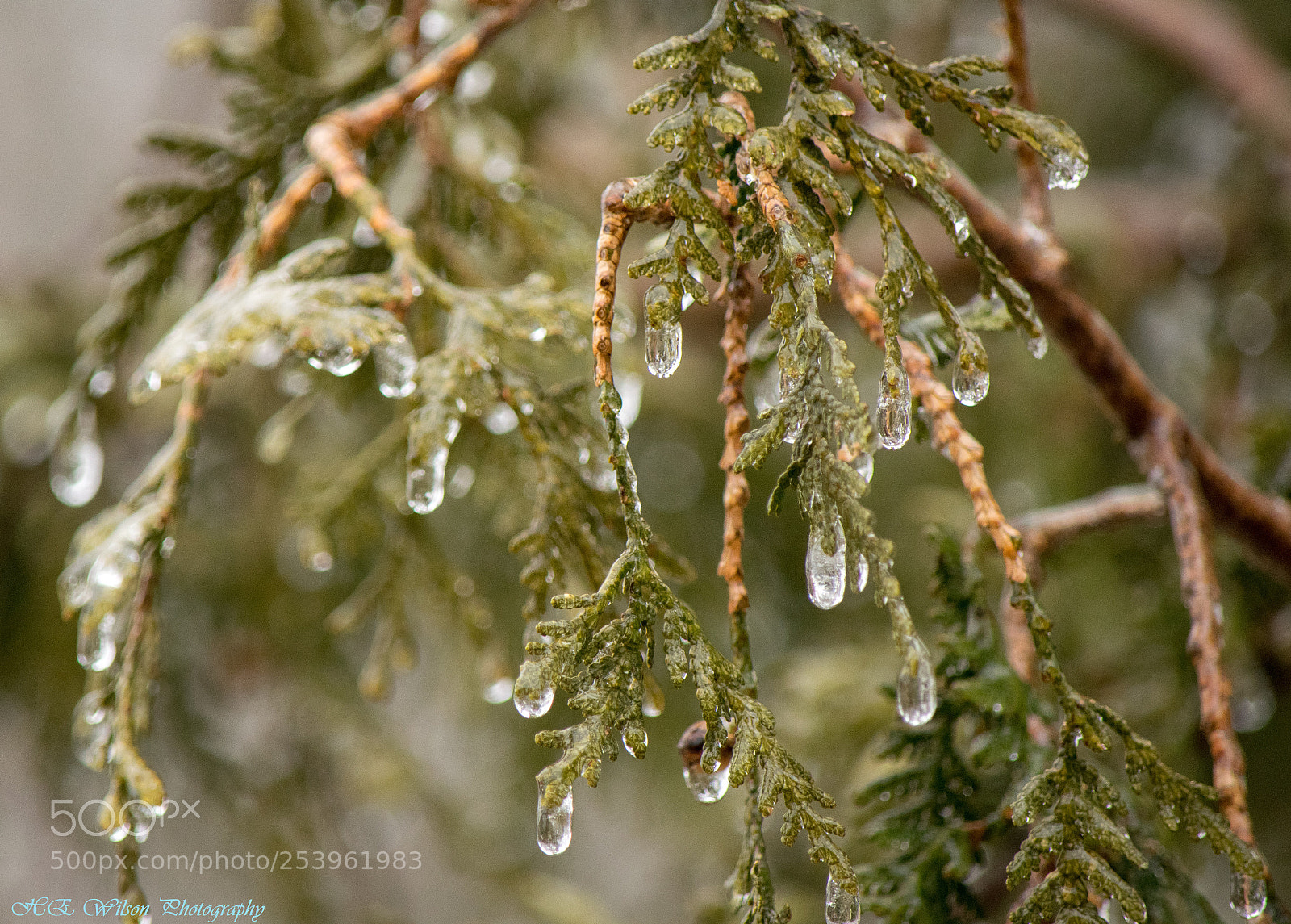 Nikon D3300 sample photo. Ice storm 2018 photography