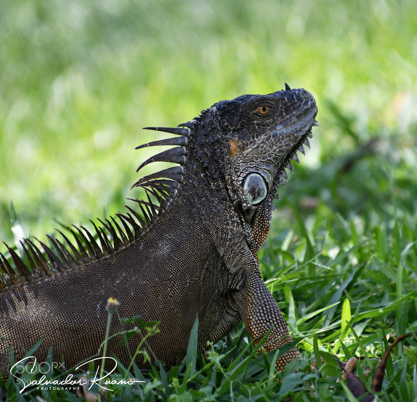 Nikon D7500 sample photo. Iguana costa rica photography