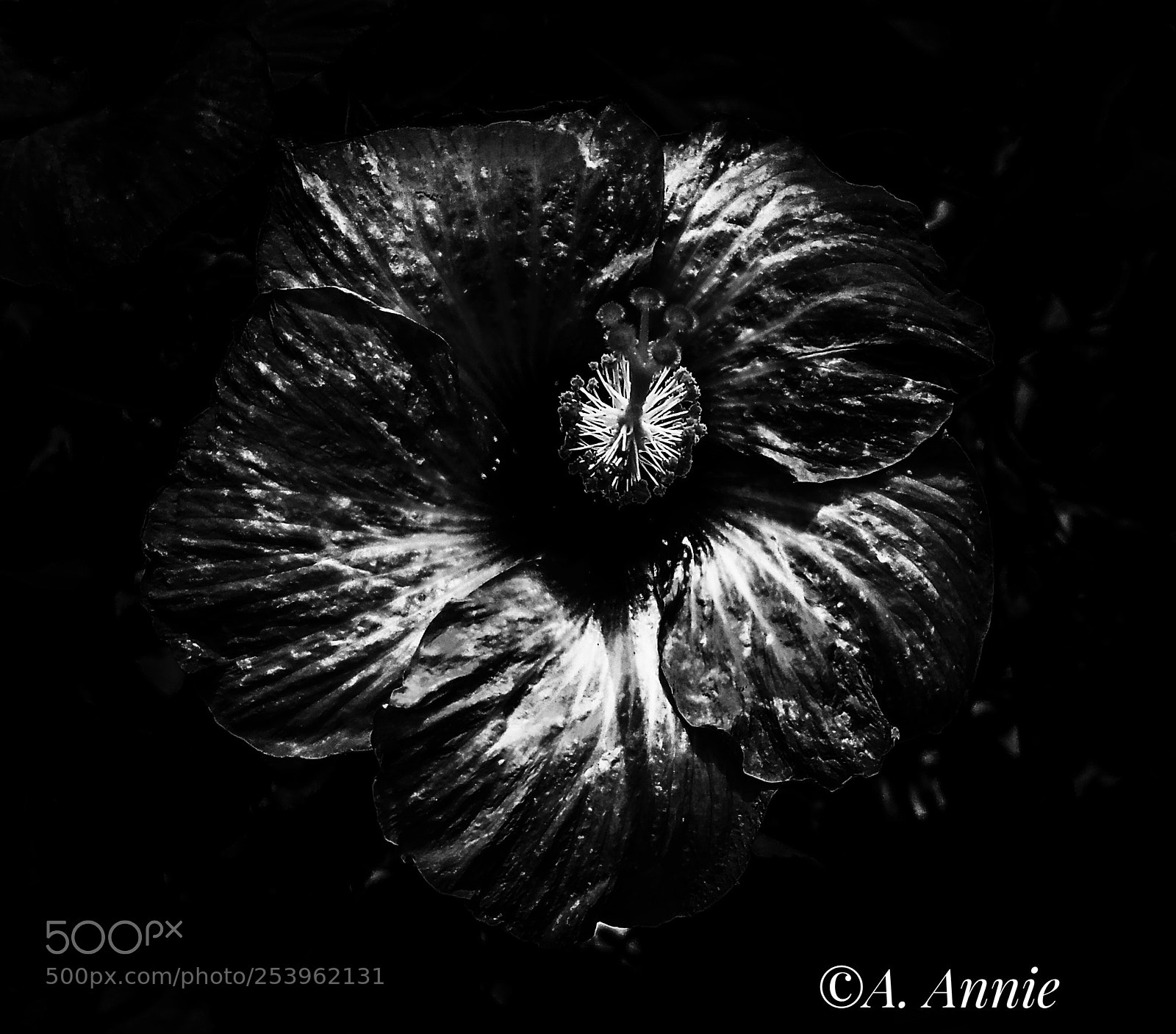 Samsung Galaxy S7 sample photo. Black flower photography