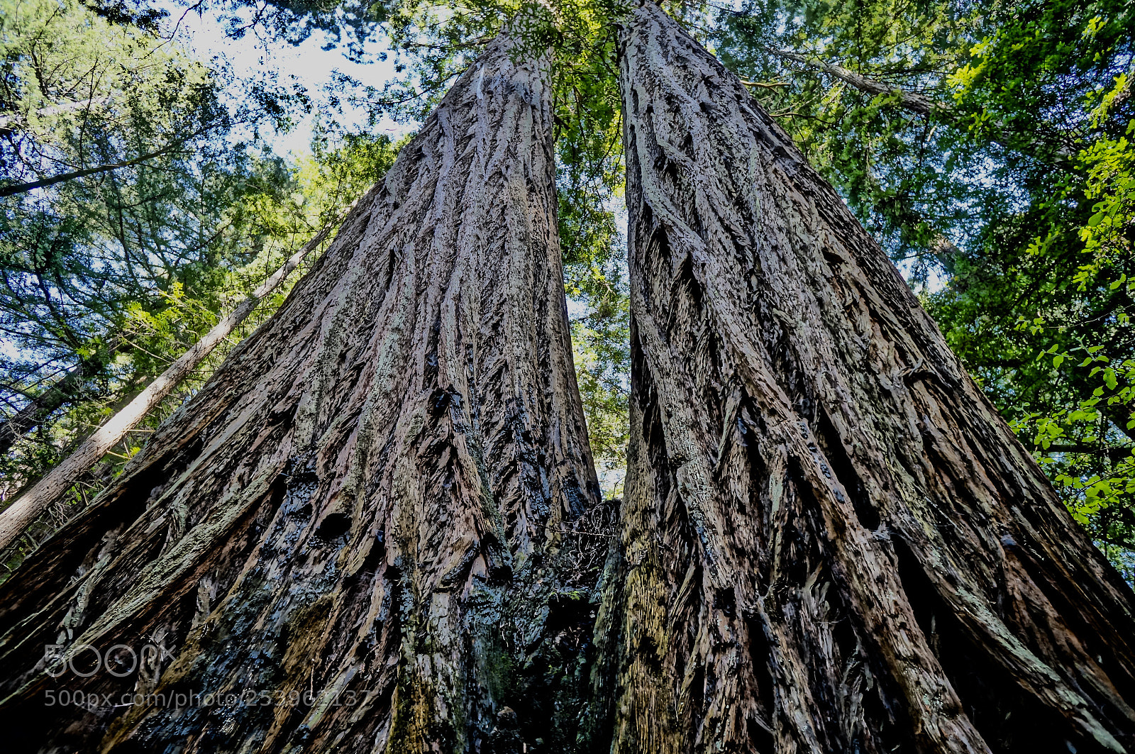 Sony Alpha NEX-6 sample photo. Robust redwoods photography