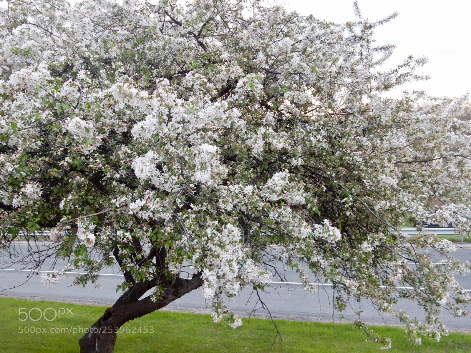 Nikon Coolpix S9900 sample photo. Spring looking photography