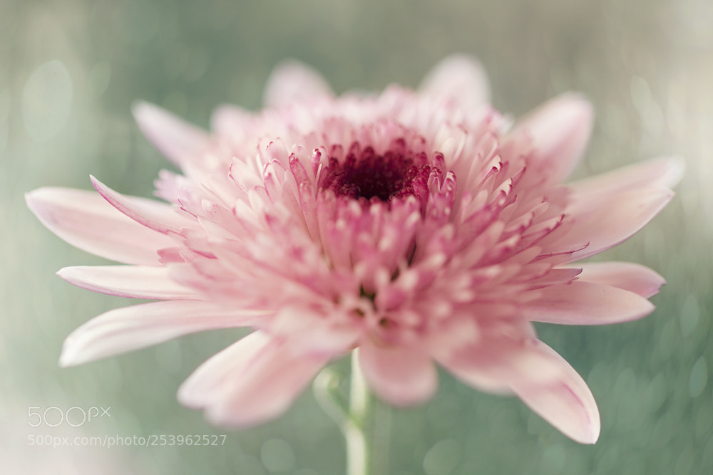 Canon EOS 70D sample photo. Chrysanthemum photography