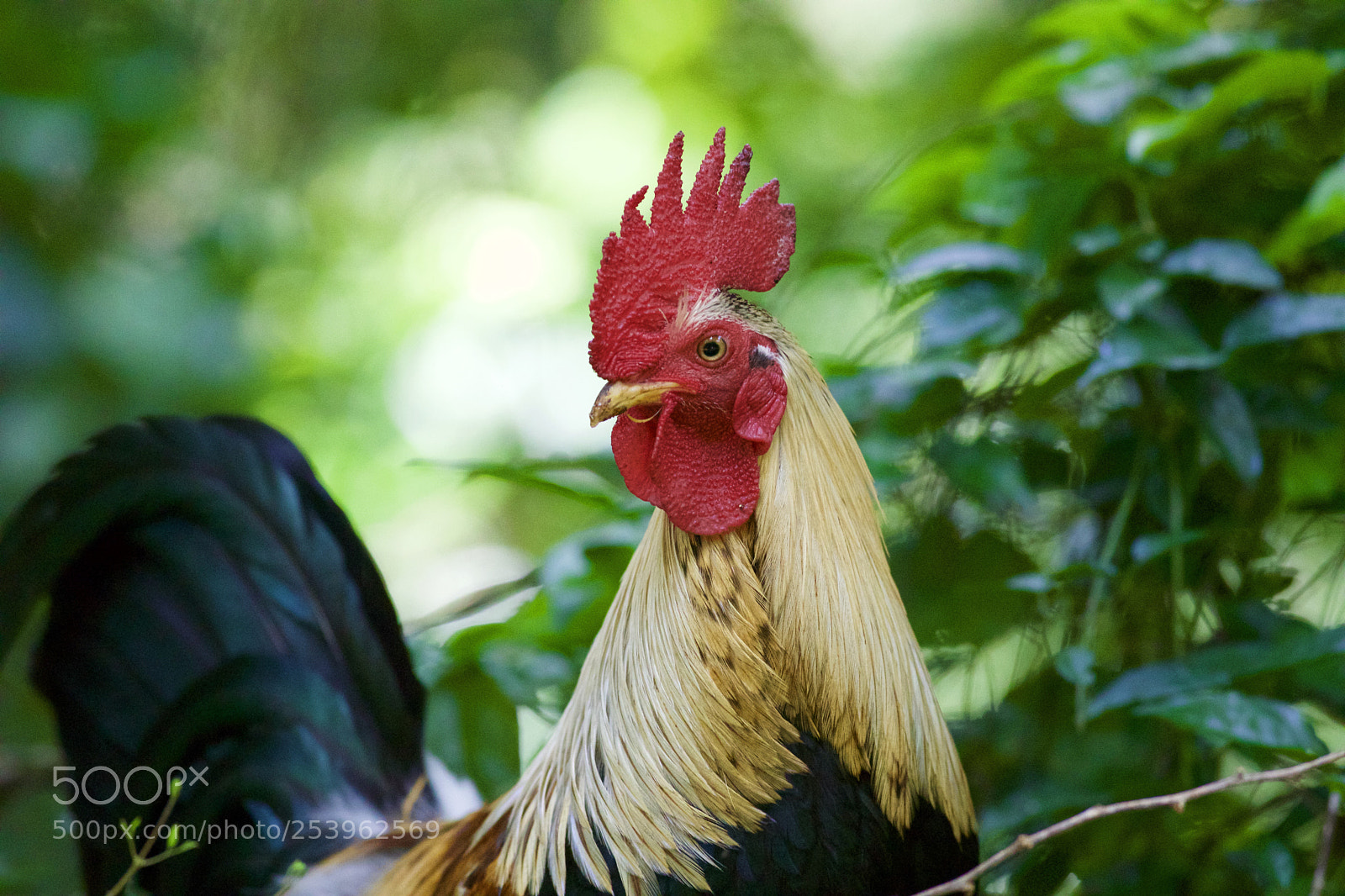 Canon EOS 5D Mark IV sample photo. Roosters are ruling maui photography