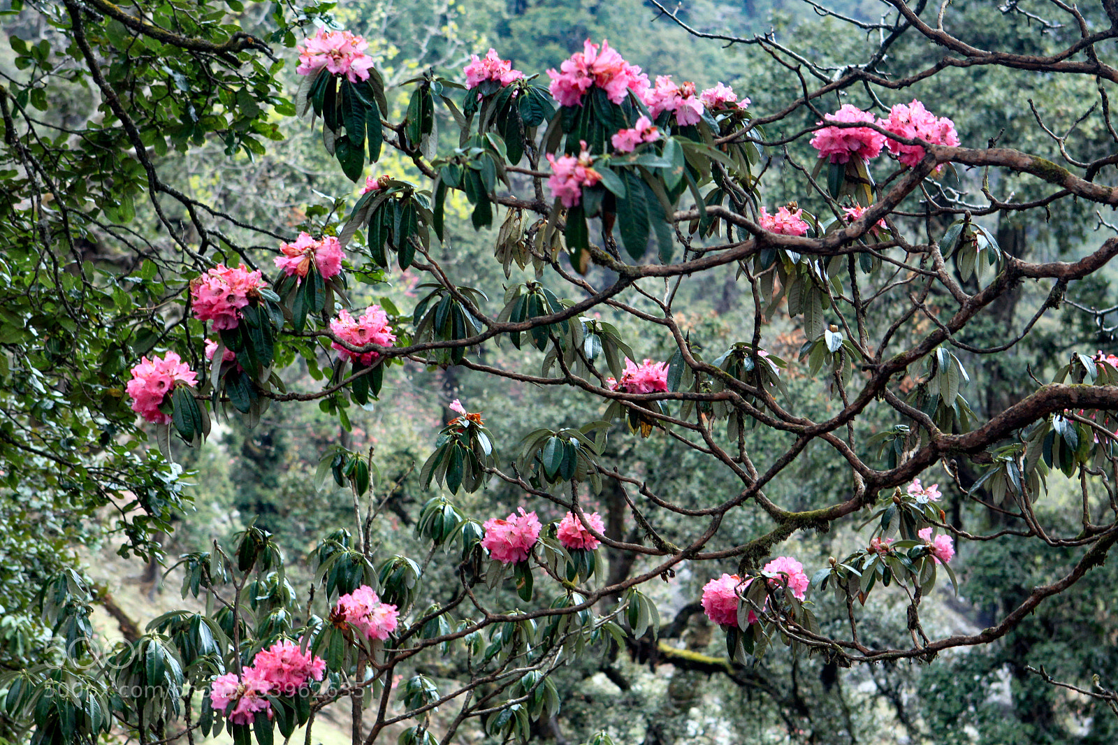 Canon EOS 50D sample photo. Rhododendron bloom in munsiyari photography