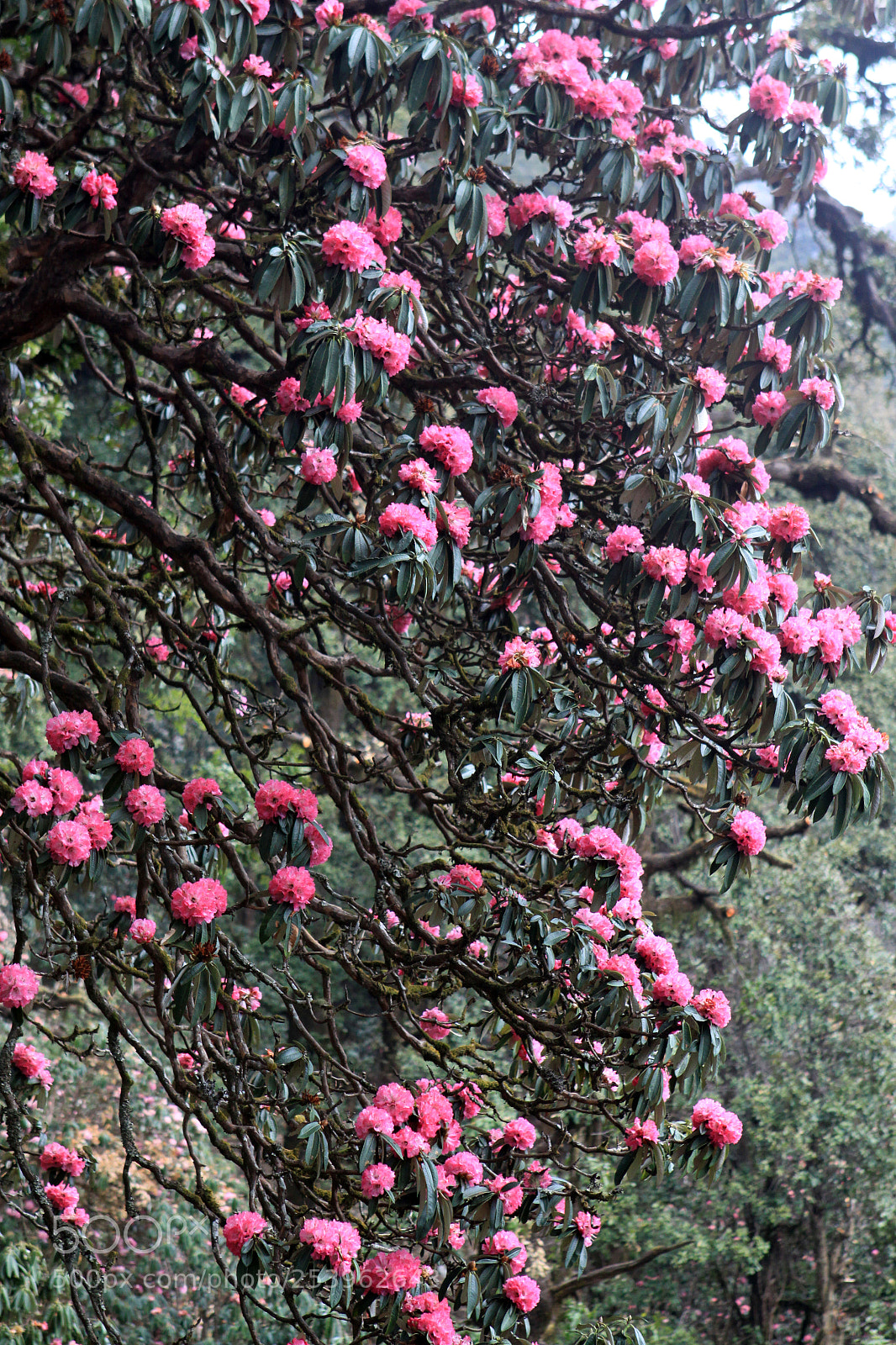 Canon EOS 50D sample photo. Rhododendron bloom in munsiyari photography