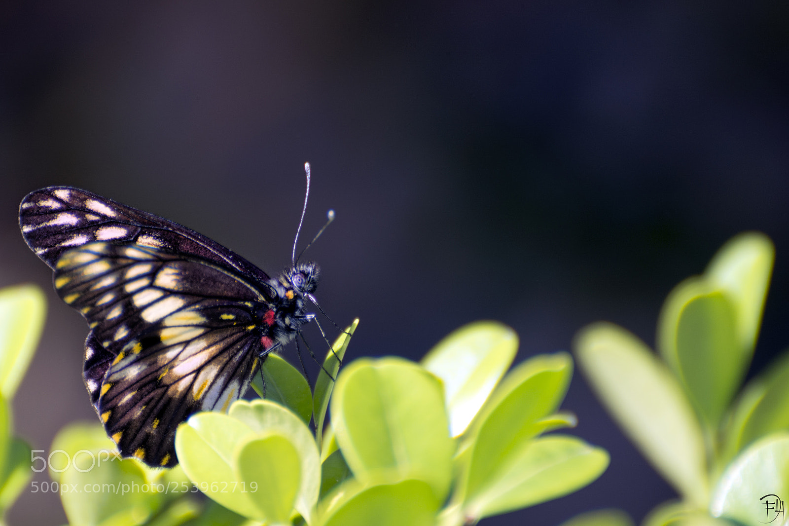 Nikon D7100 sample photo. Butterfly photography