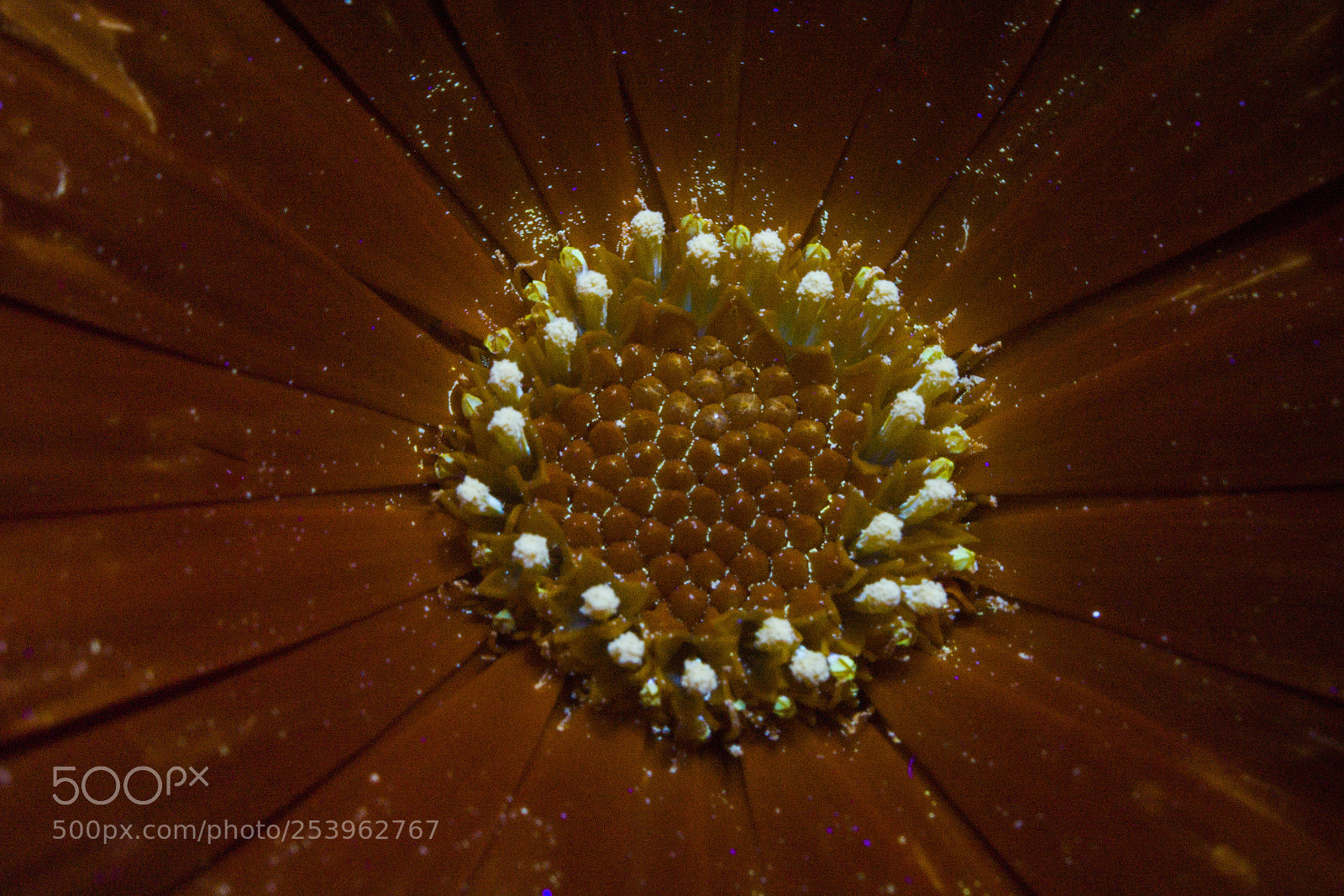 Nikon D5200 sample photo. Calendula in uvif photography