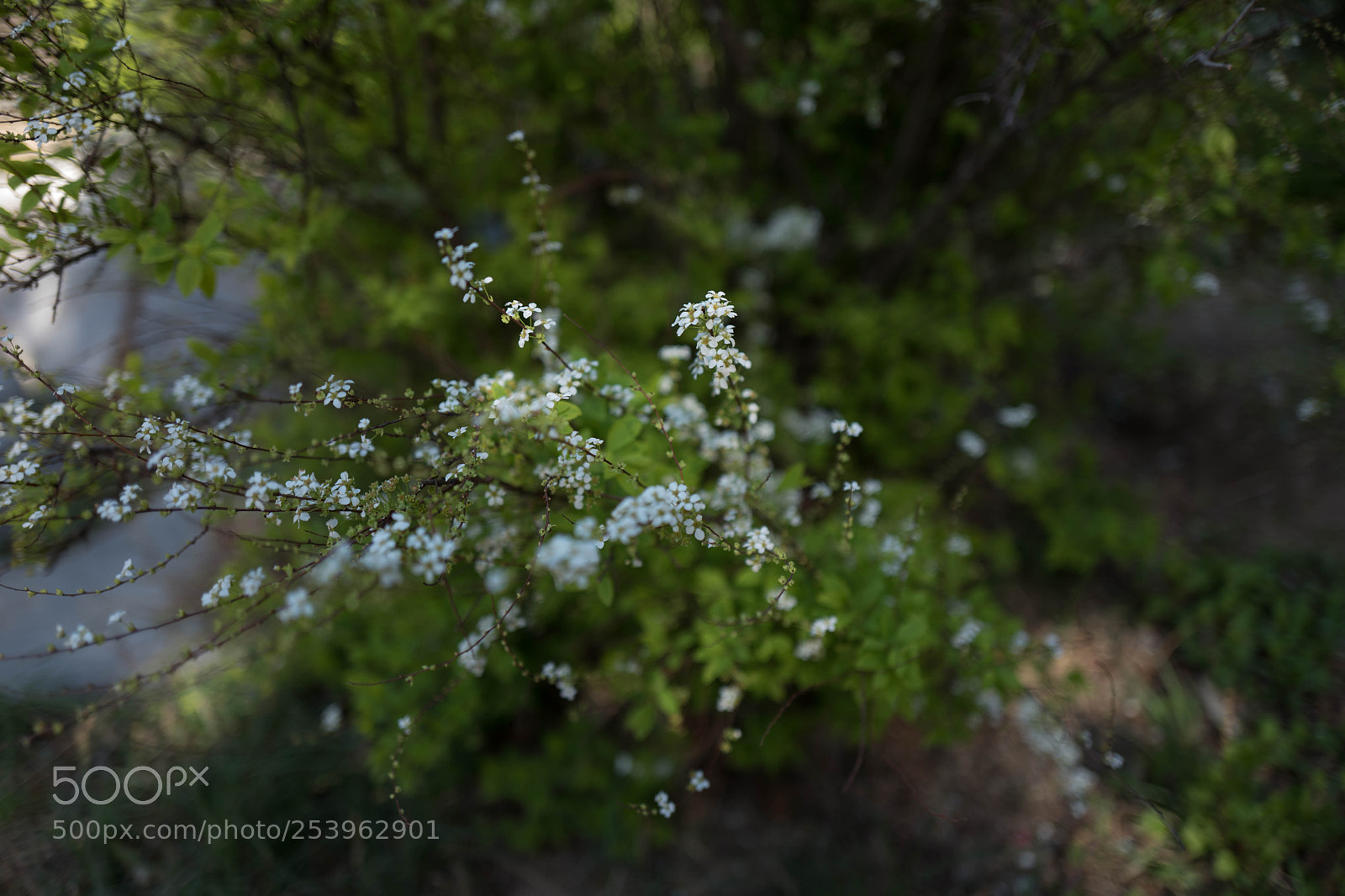 Leica Q (Typ 116) sample photo. L photography