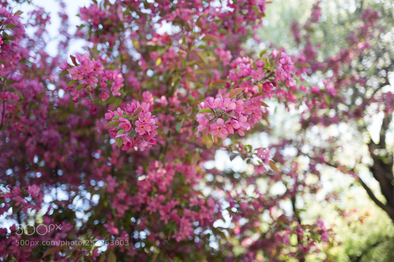 Leica Q (Typ 116) sample photo. L photography