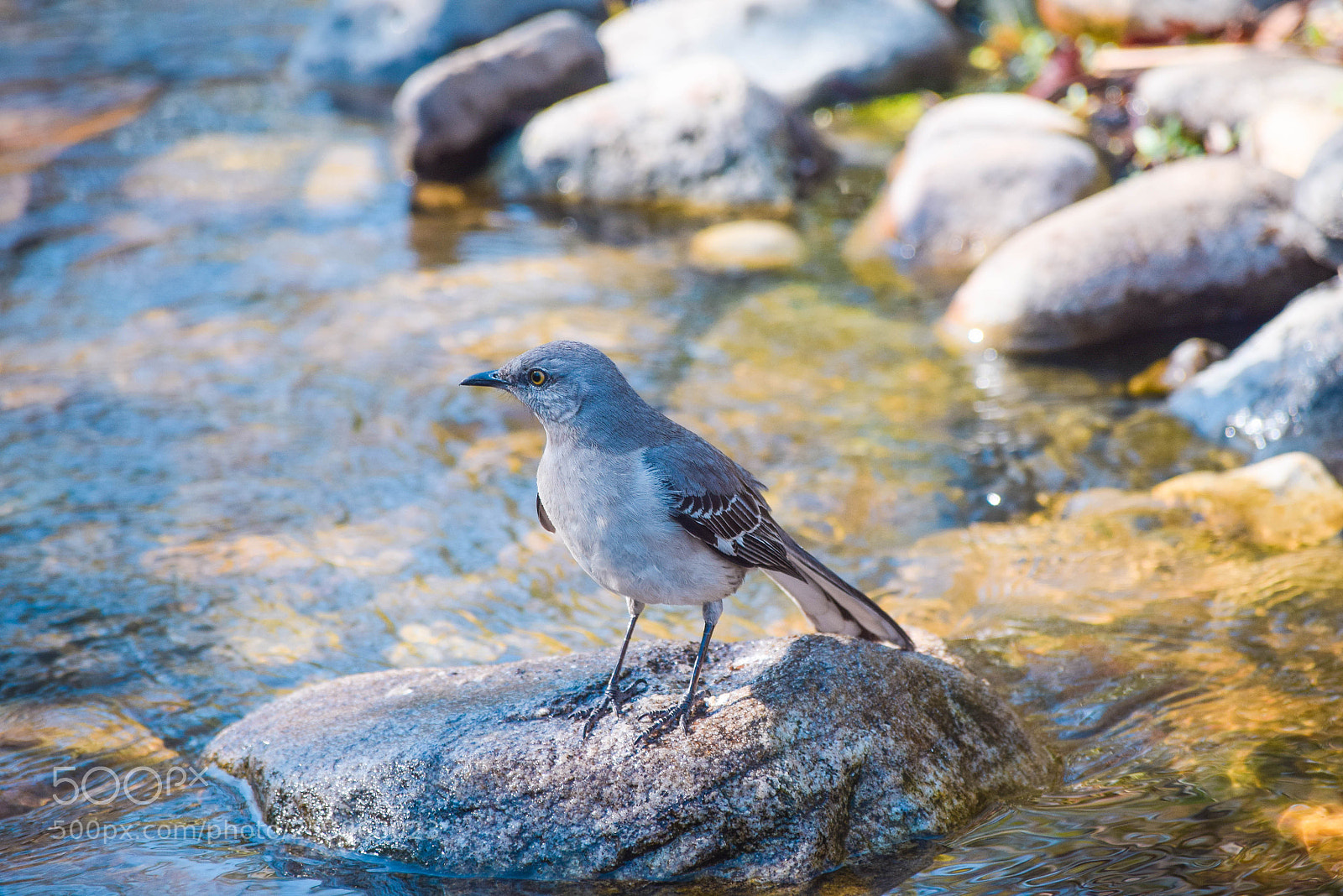 Nikon D3300 sample photo. Blue wonder photography