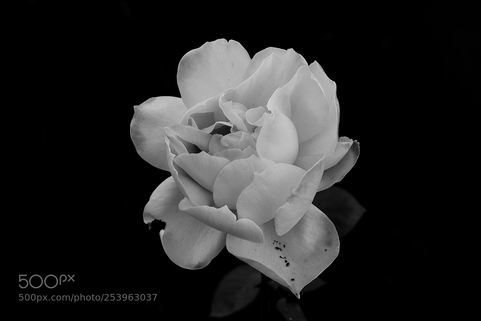 Nikon D3400 sample photo. Single rose photography
