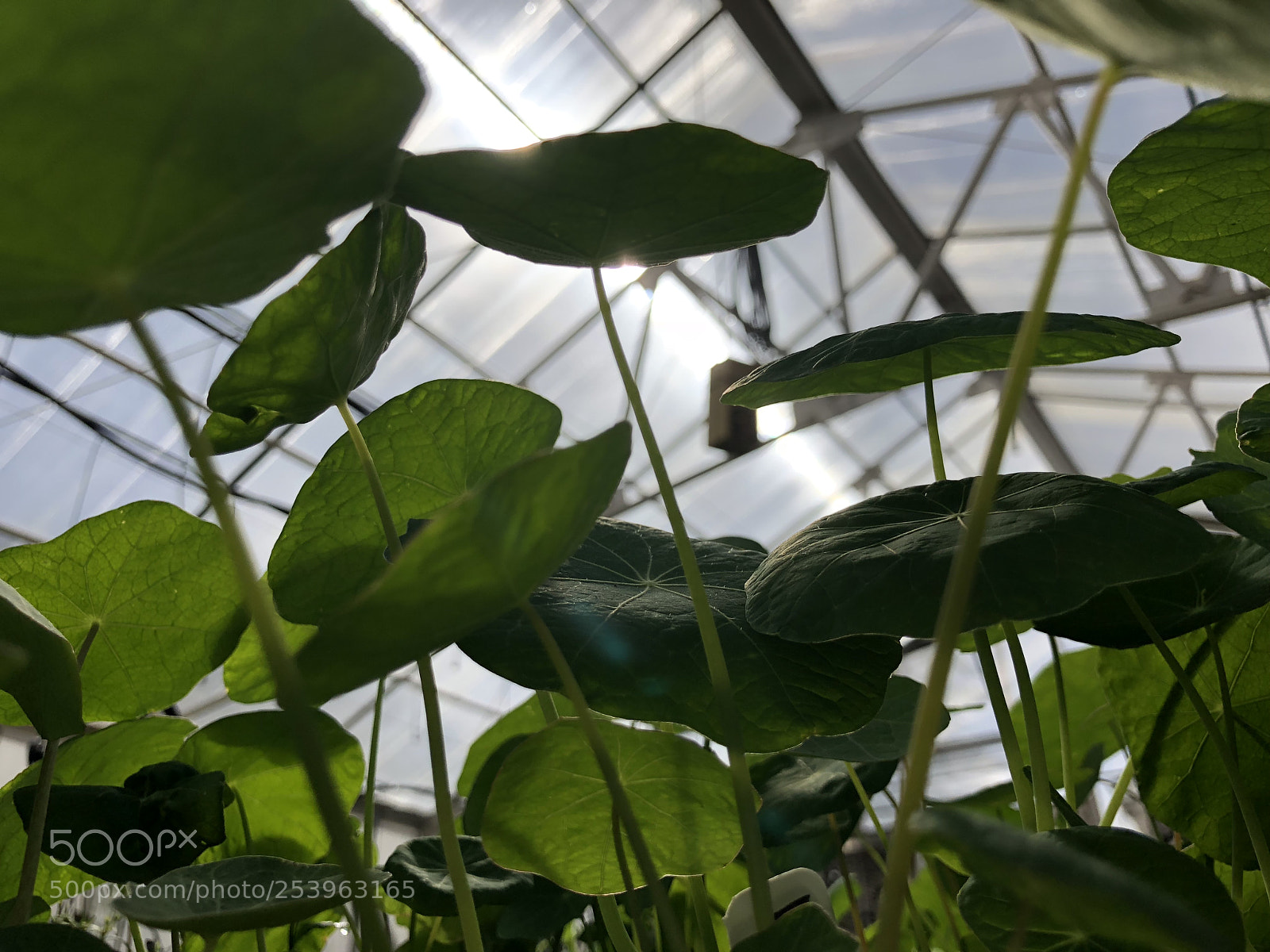 Apple iPhone X sample photo. Ant s pov in photography