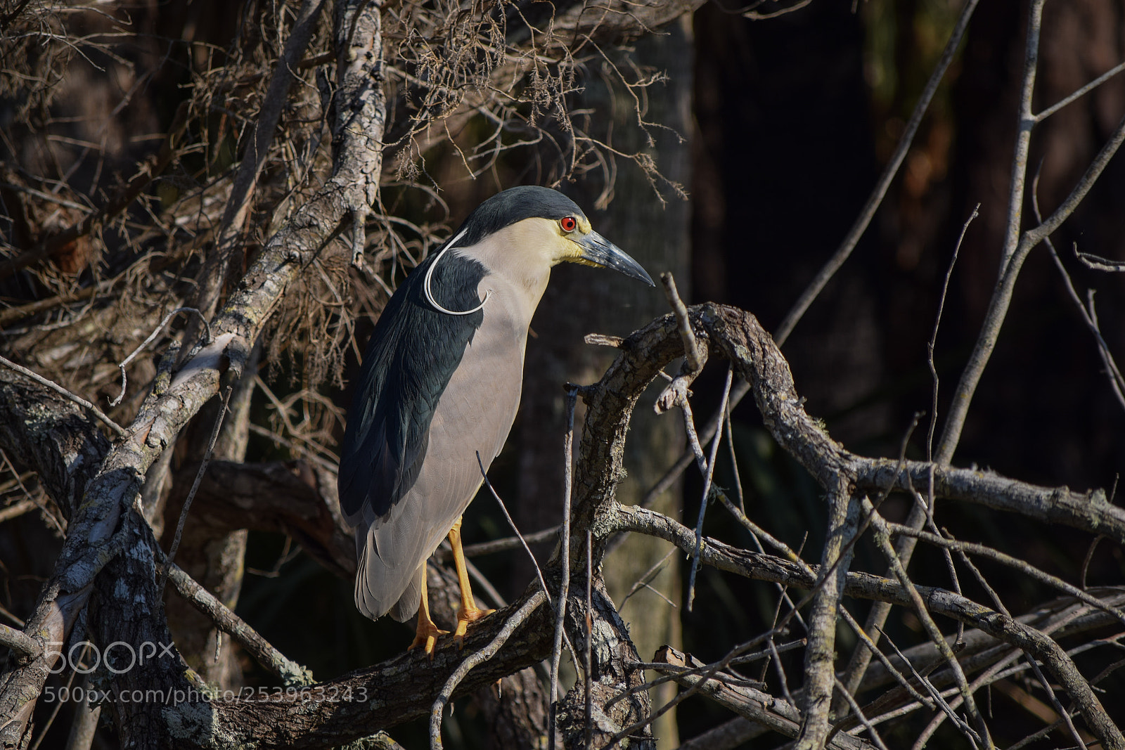 Nikon D3300 sample photo. Black crowned night heron photography