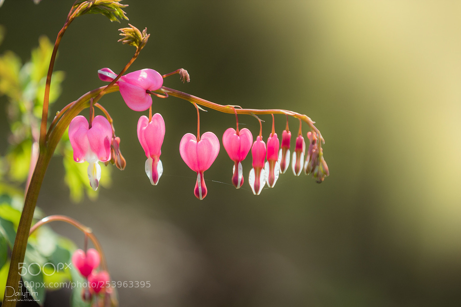 Canon EOS 6D Mark II sample photo. Love shape photography