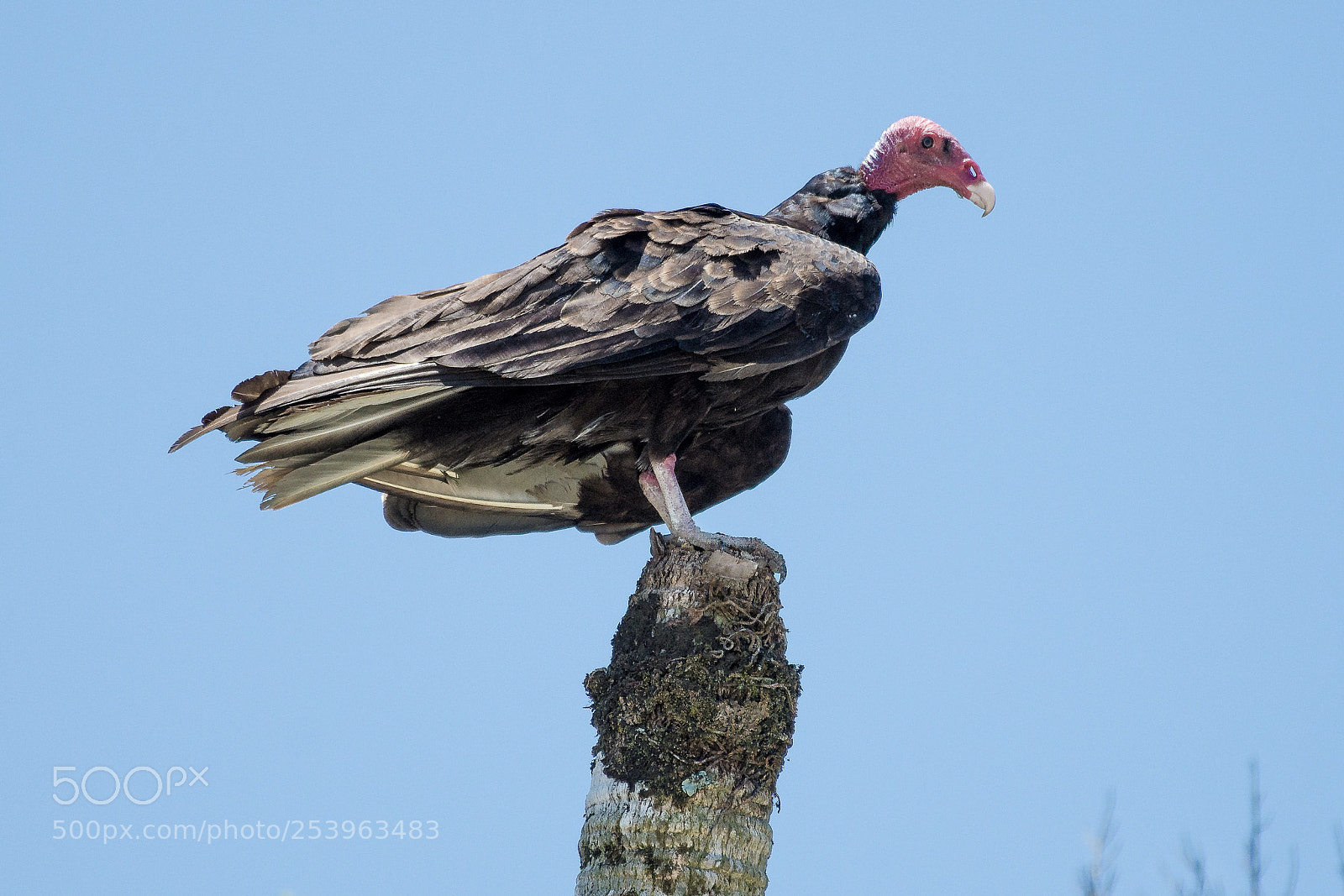 Nikon D7200 sample photo. Vulture photography