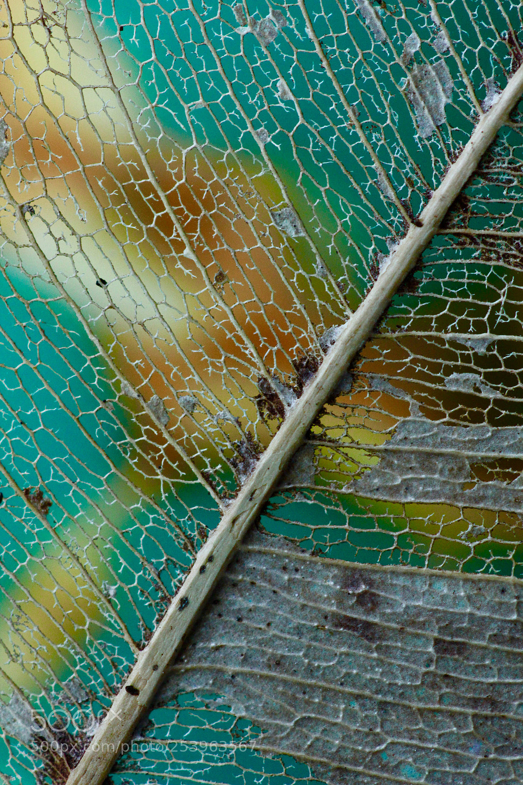 Canon EOS 60D sample photo. Leaf fossil photography