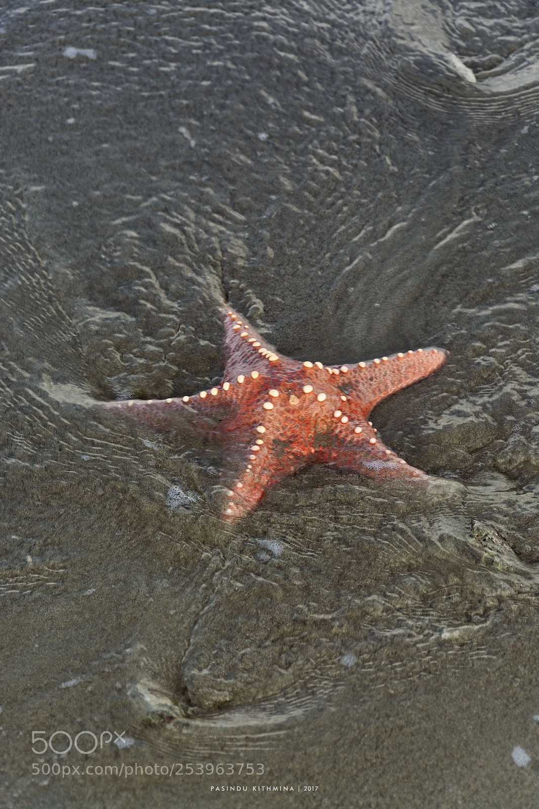 Nikon D7100 sample photo. Star fish photography