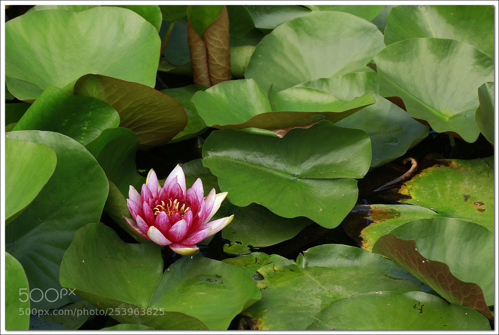 Canon EOS 60D sample photo. 수련 photography