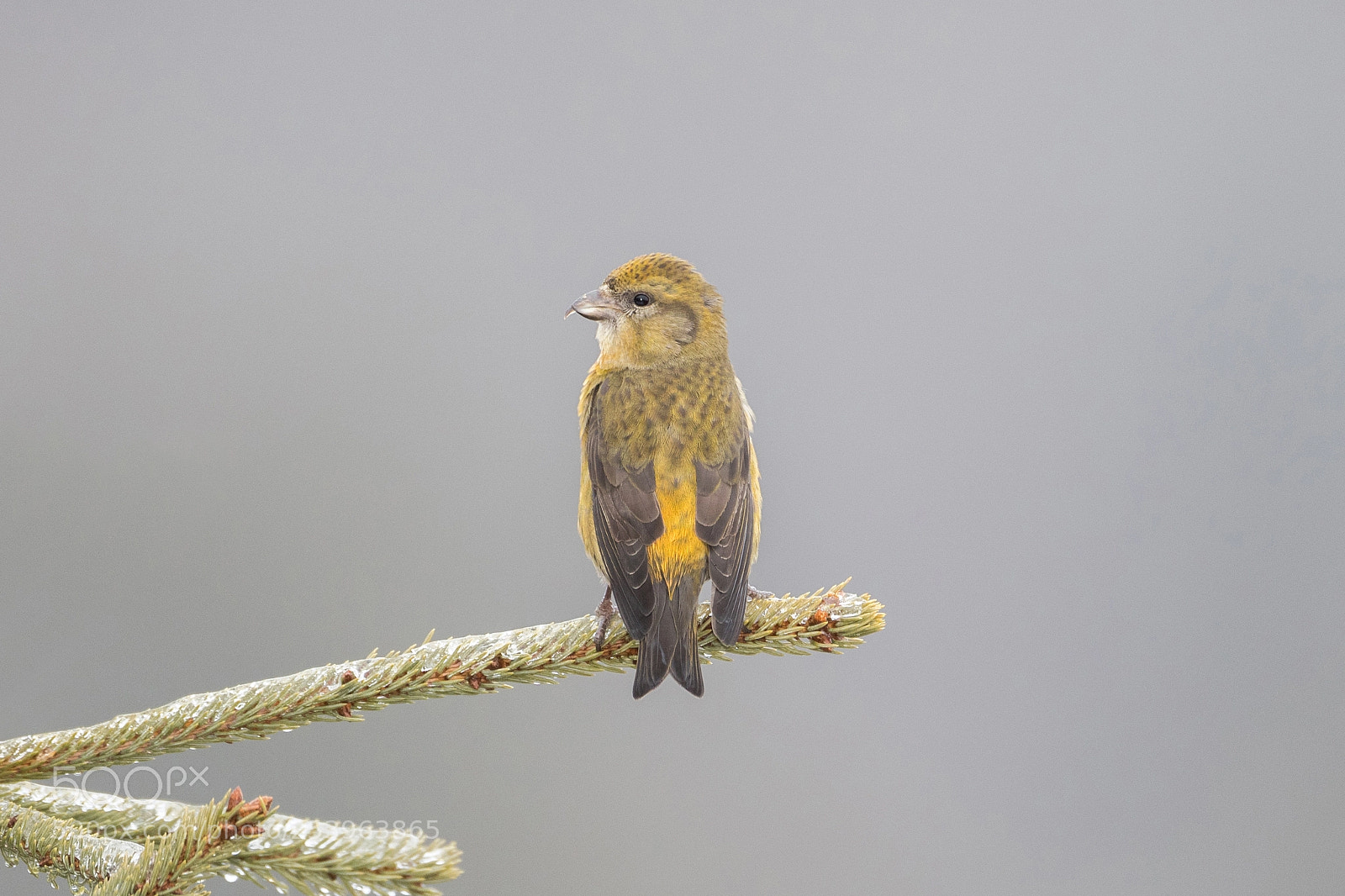 Canon EOS-1D X Mark II sample photo. Red crossbill photography