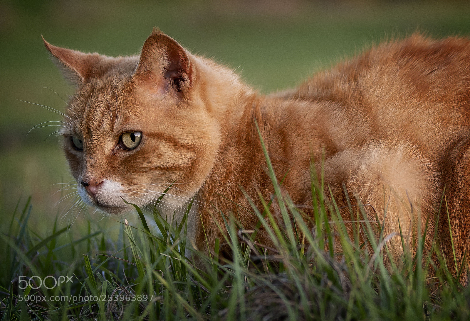 Nikon D850 sample photo. On the prowl photography