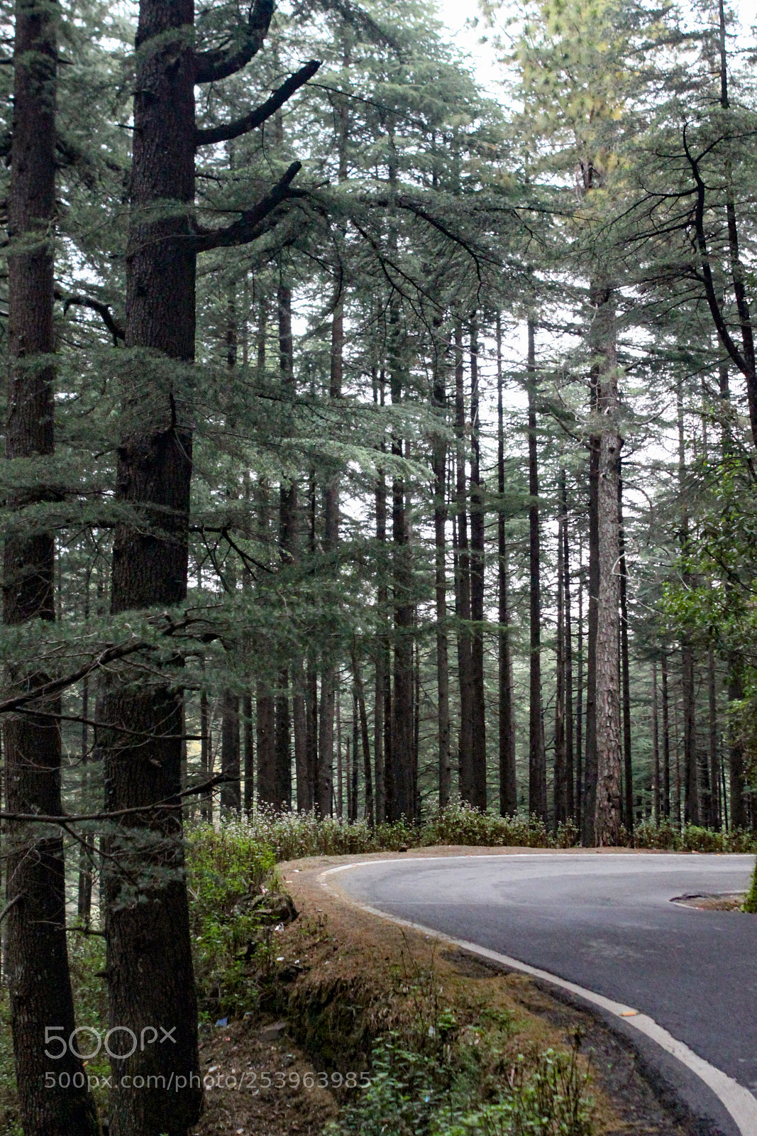 Canon EOS 50D sample photo. Views along almora-pithoragarh highway photography