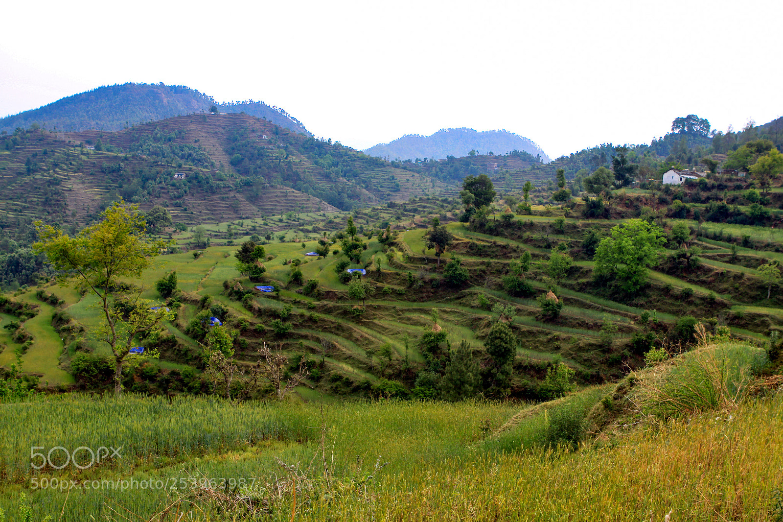 Canon EOS 50D sample photo. Views along almora-pithoragarh highway photography