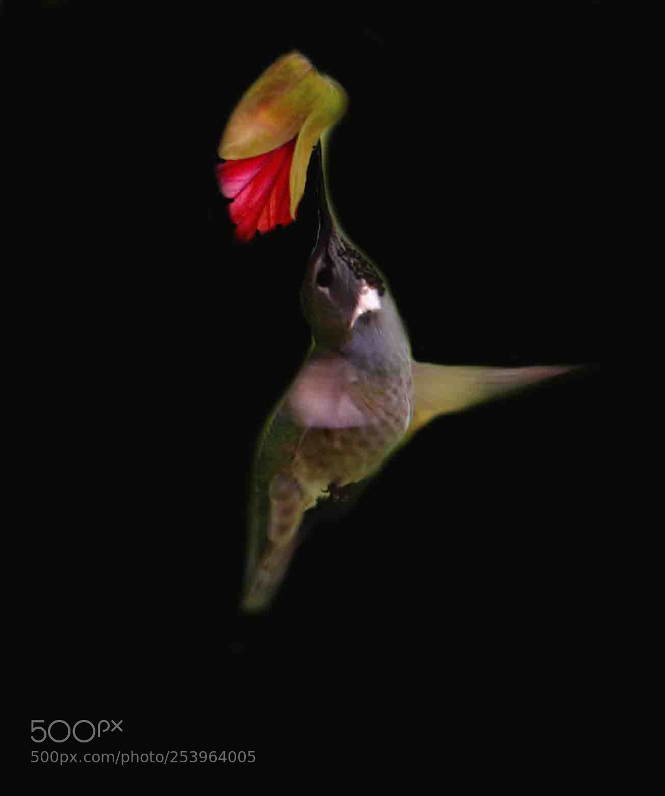 Canon EOS 80D sample photo. Hummingbird in spring photography