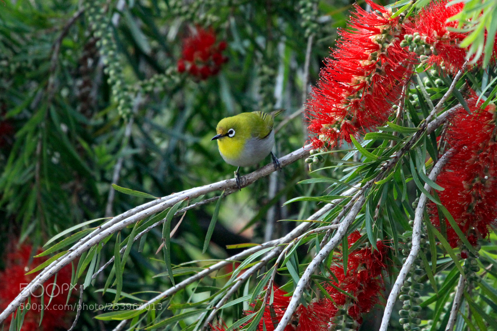 Canon EOS 50D sample photo. Oriental white eye, pithoragarh photography