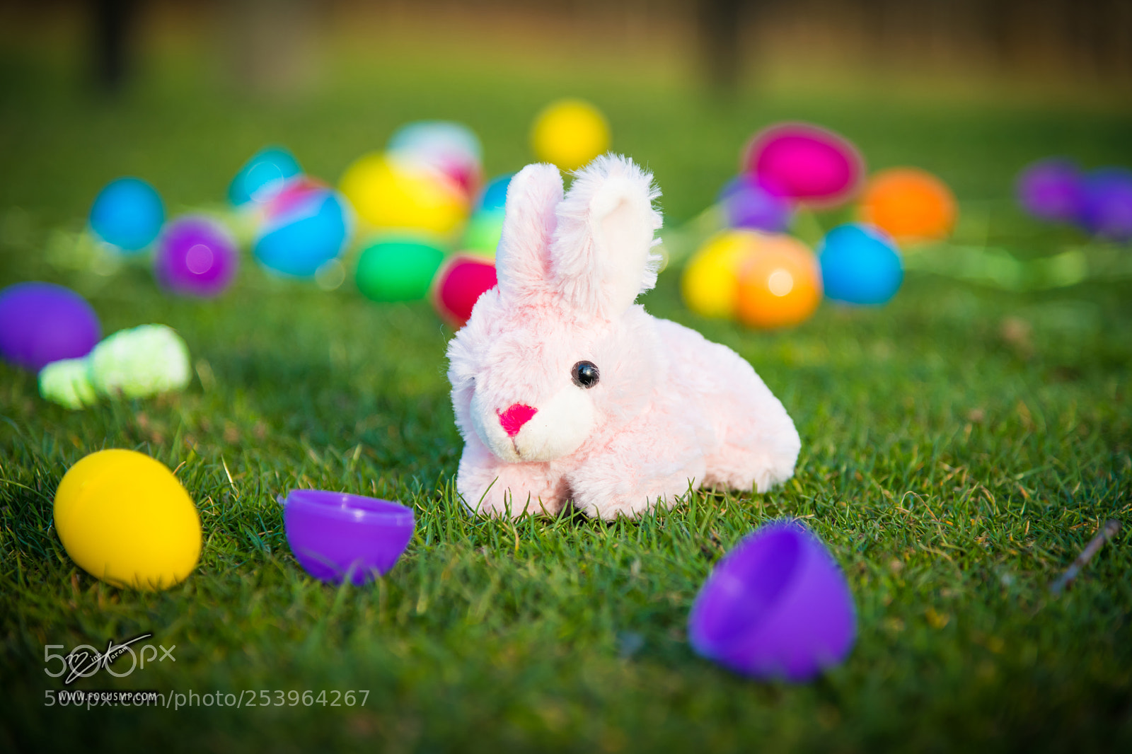Nikon D850 sample photo. Easter photography