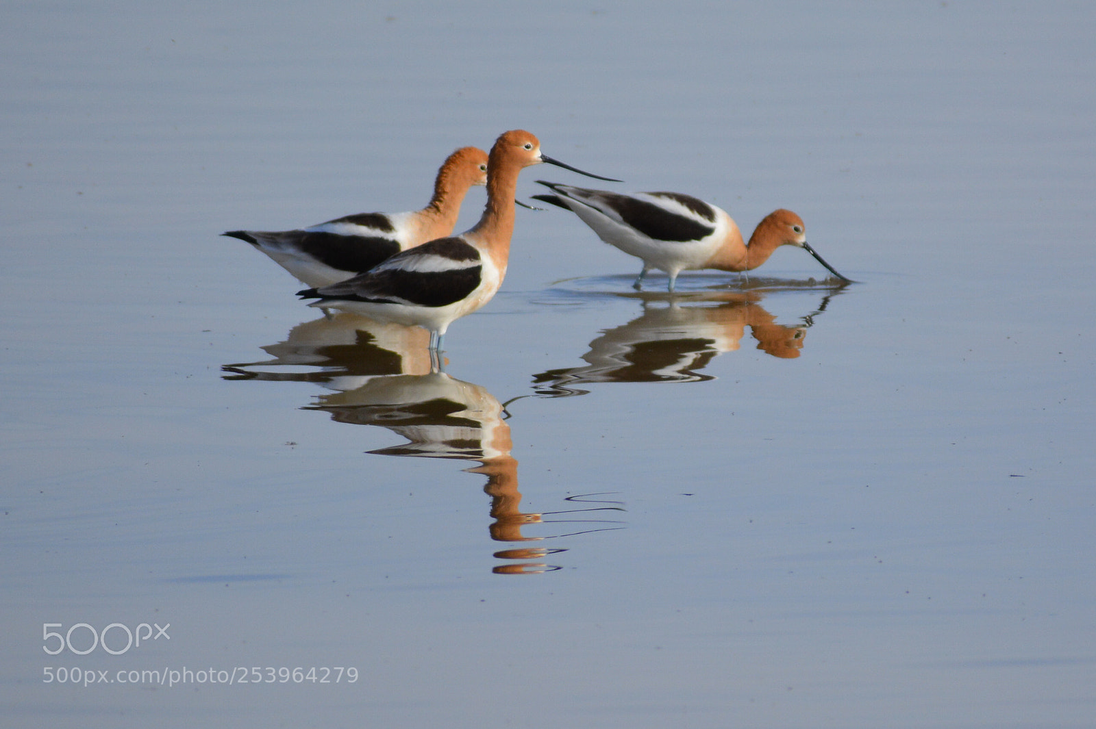 Nikon D5200 sample photo. Avocet reflections photography