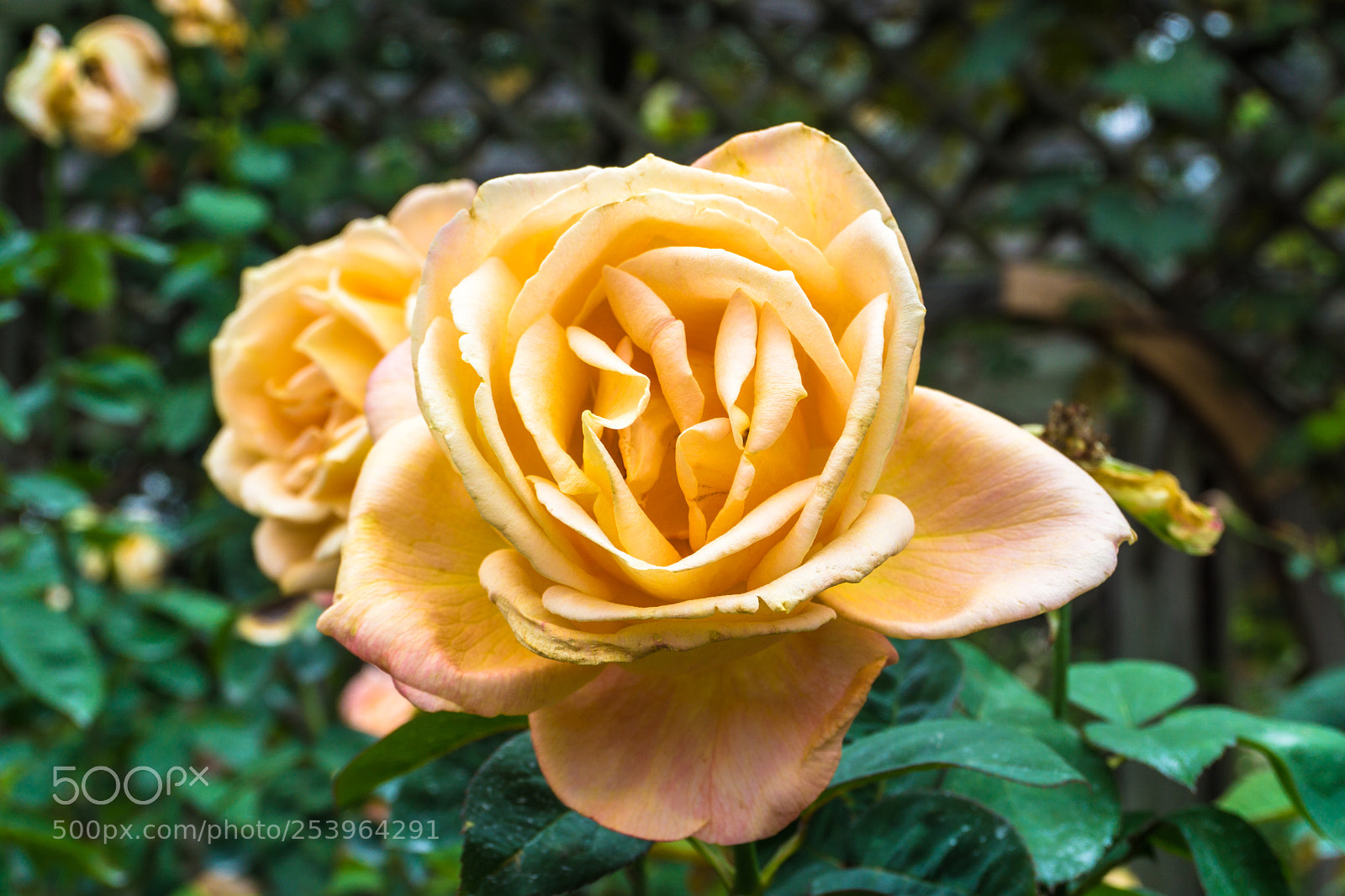 Sony a6000 sample photo. Biltmore gardens 2 photography