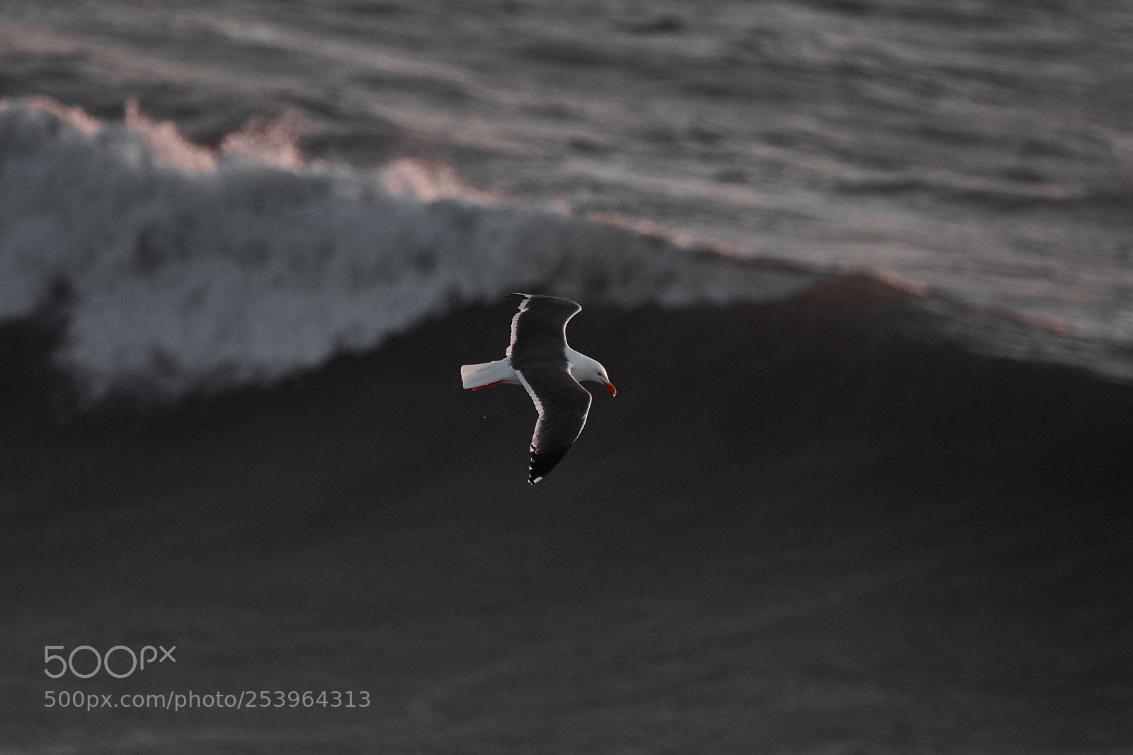 Canon EOS 5DS R sample photo. Bodega bay birds photography