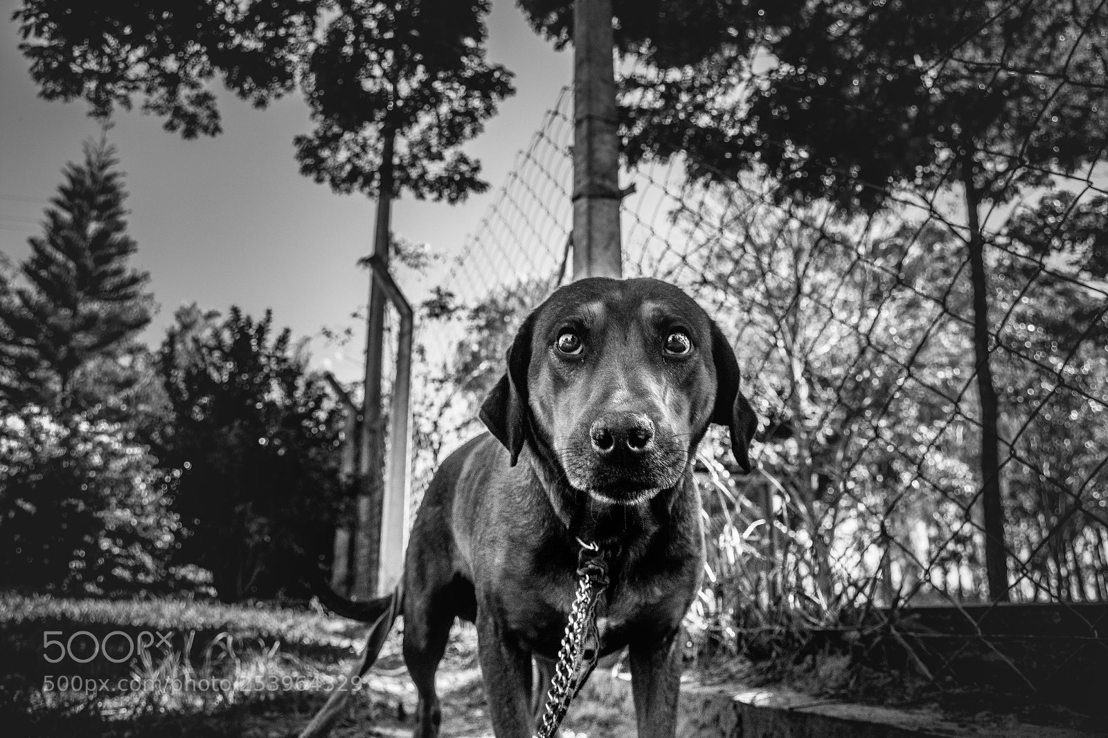 Nikon D7200 sample photo. Dog look photography