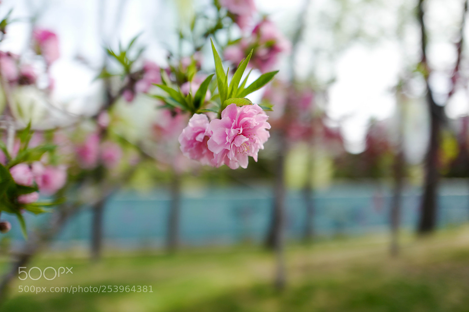 Leica Q (Typ 116) sample photo. L photography
