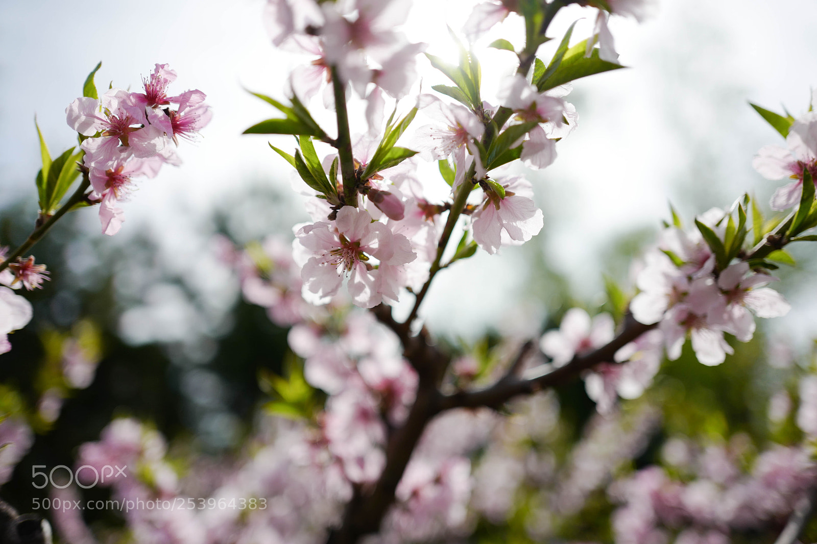 Leica Q (Typ 116) sample photo. L photography