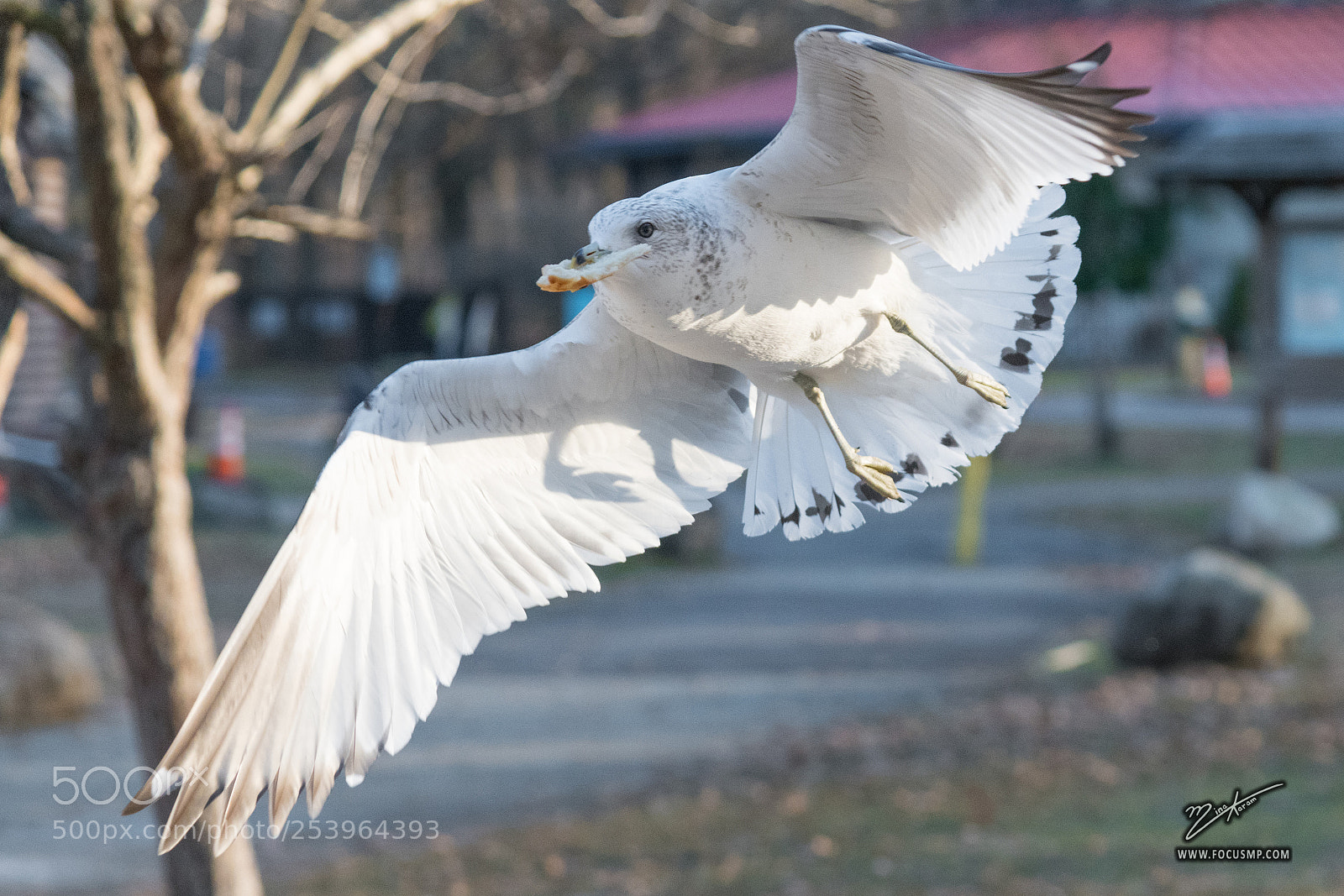 Nikon D850 sample photo. Seagull photography