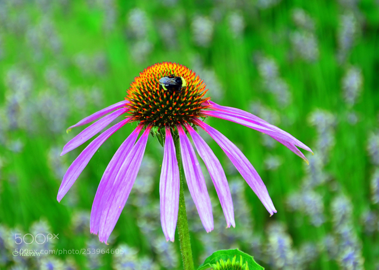 Nikon D7000 sample photo. Honey bee photography