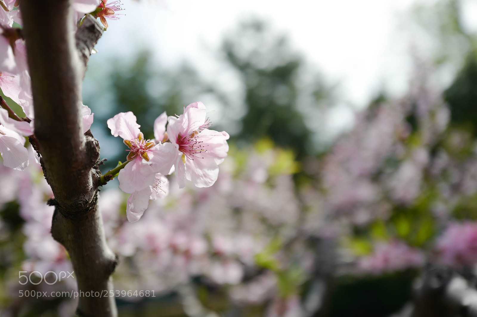 Leica Q (Typ 116) sample photo. L photography
