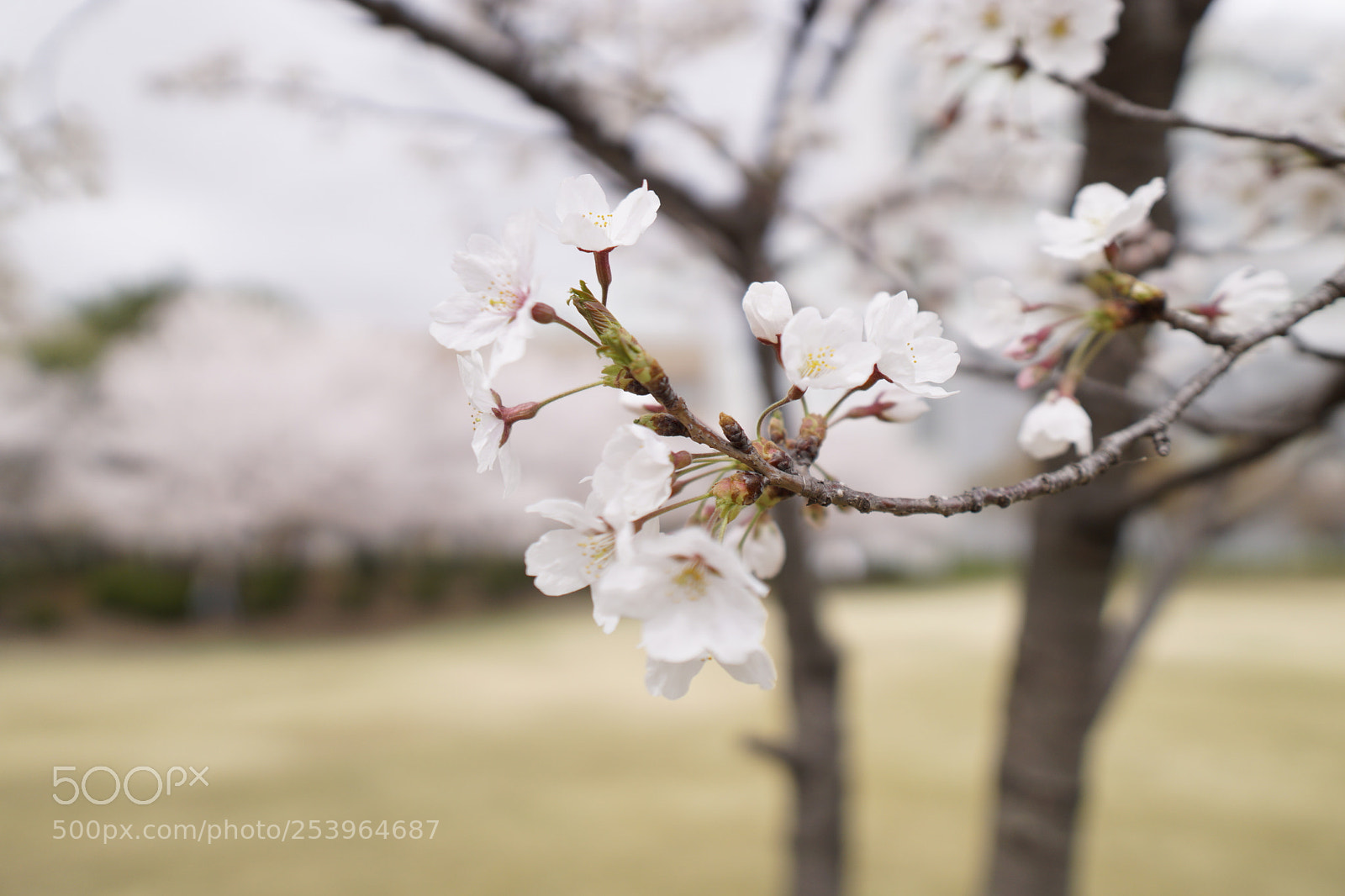 Sony a6000 sample photo. Dsc photography