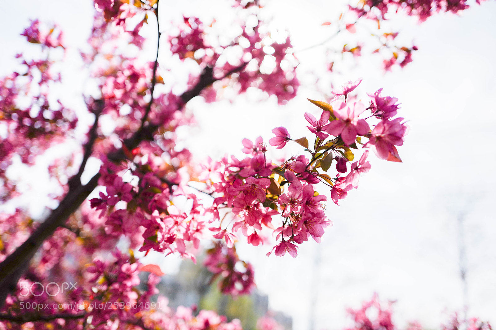 Leica Q (Typ 116) sample photo. L photography