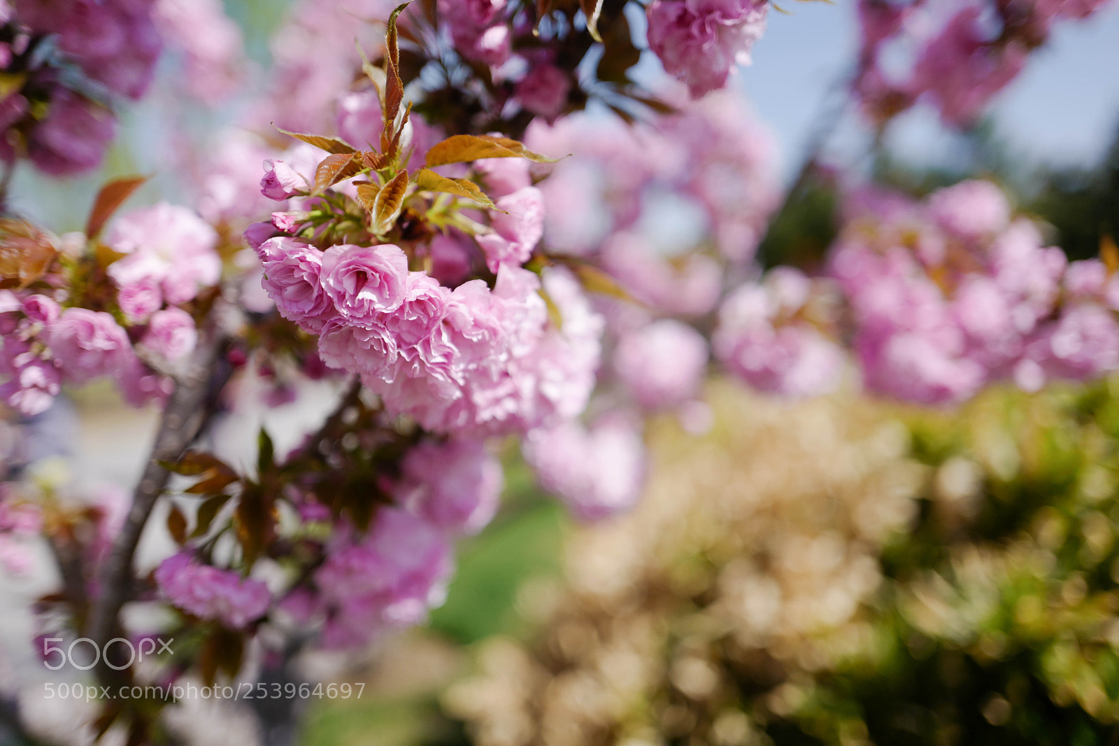 Leica Q (Typ 116) sample photo. L photography