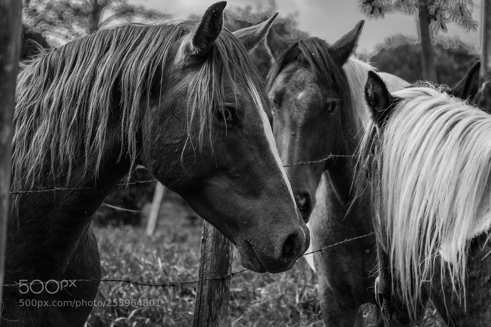 Nikon D7200 sample photo. Horses photography